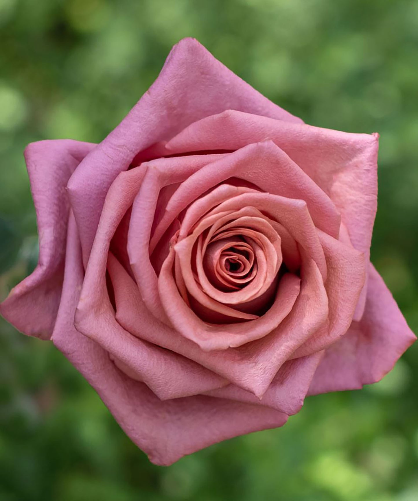 Barista 咖啡师,  Shrub Rose，Non-Grafted/Own Root.