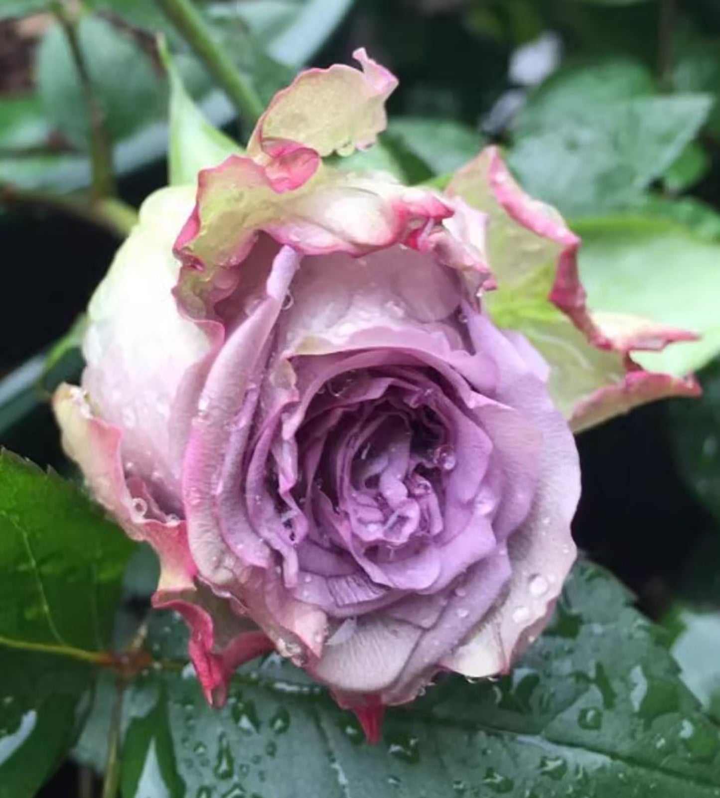 Dolcetto 多姿桃, Cutting Rose, Non-Grafted/Own Root.