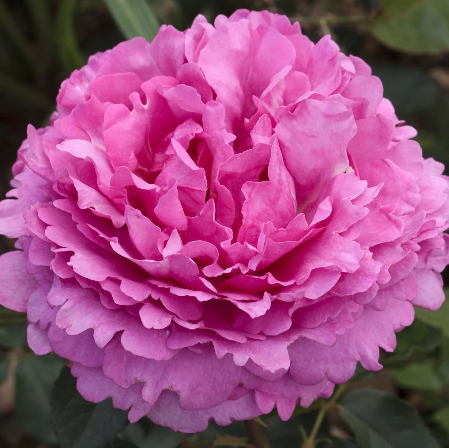 #SPJ276, Yves Piaget Cl 藤本伊芙伯爵，Japanese Climbing Rose, Non-Grafted/Own Root.