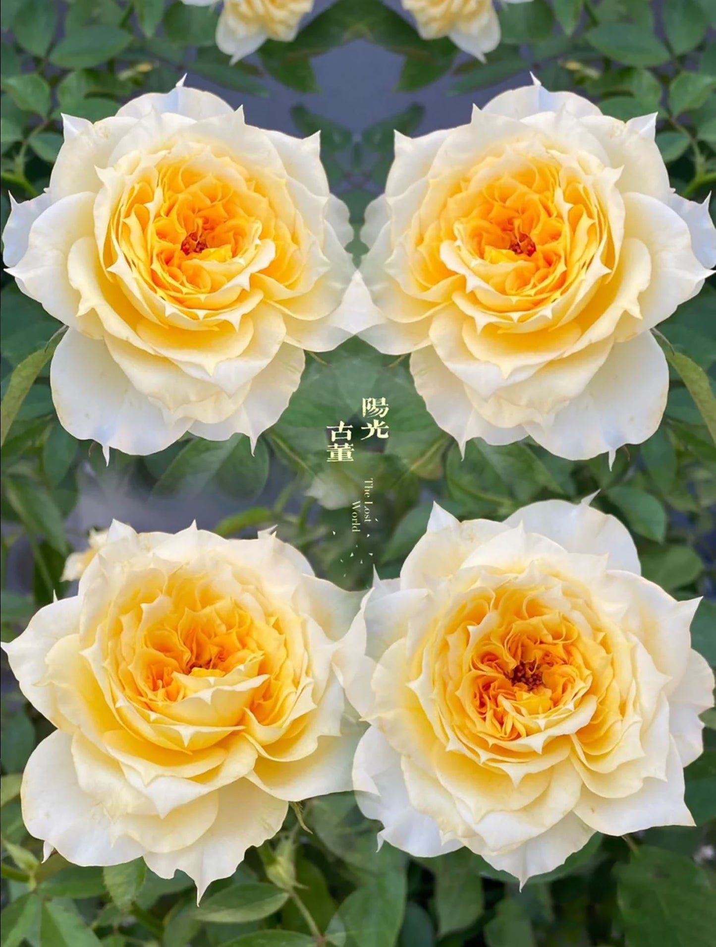 Sunny Antike 阳光古董 サニー アンティーク，Japanese Shrub Rose, Repeats Blooming, Strong Fragrance, Non-Grafted/Own Root.