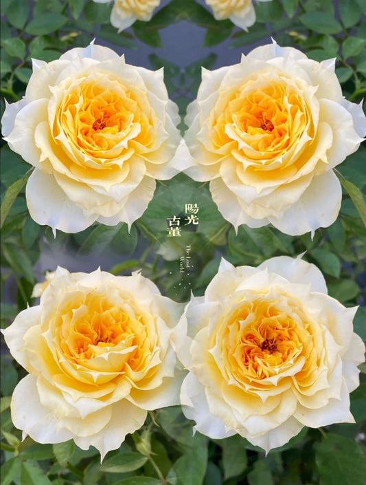 Sunny Antike 阳光古董 サニー アンティーク，Japanese Shrub Rose, Repeats Blooming, Strong Fragrance, Non-Grafted/Own Root.