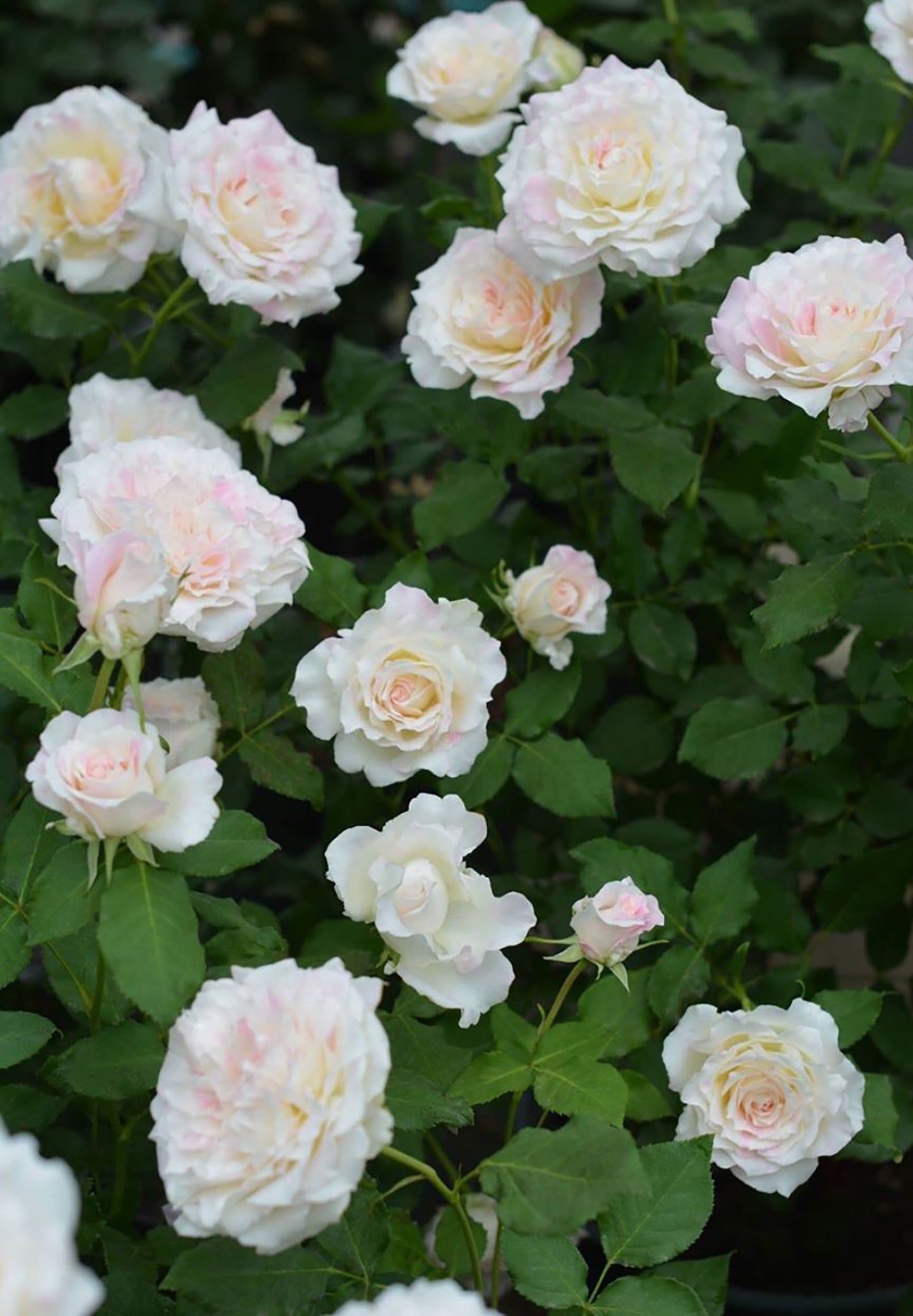 Mille Feuille 法式千层酥 ミルフィーユ ,Japanese Shrub Rose , 2 Years Old 1 Gal,  Non-Grafted/Own Root.