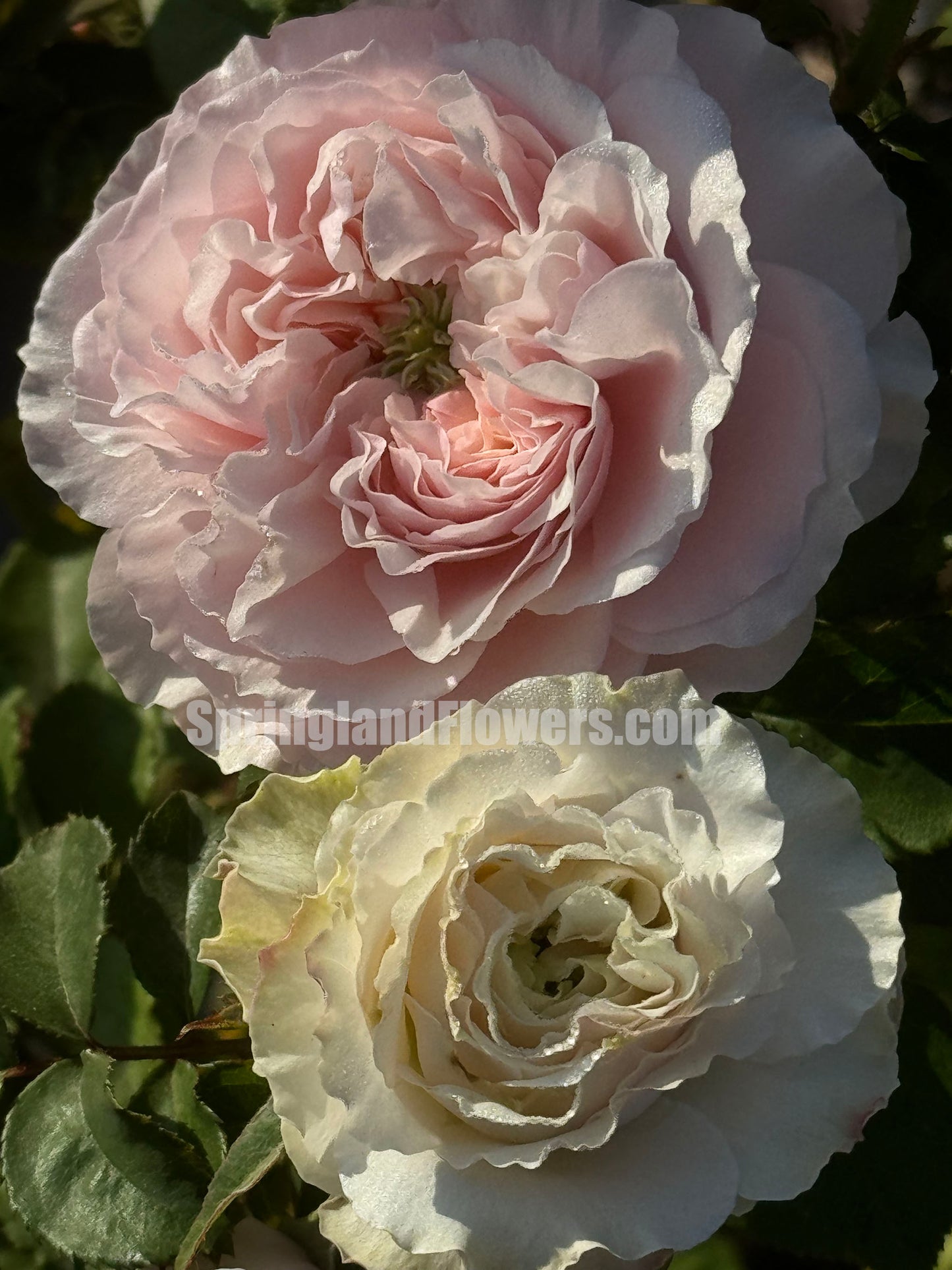 De Cheryl 谢莉尔 ，Shrub Rose，Non-Grafted/Own Root.