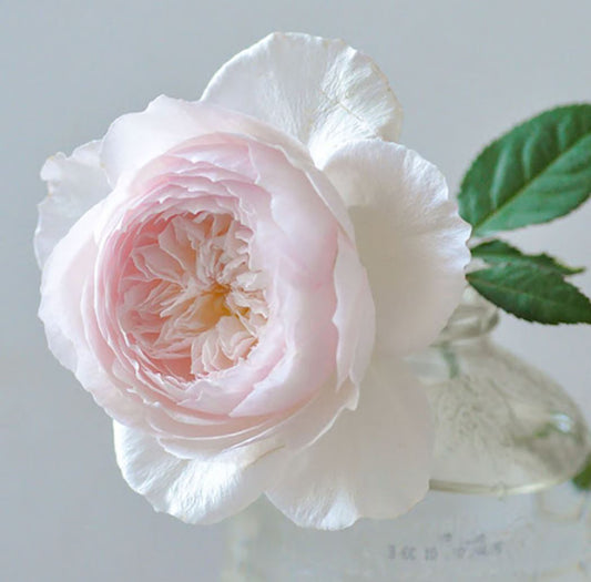 Hiyori 日和 , Shrub Rose, Non-Grafted/Own Root,  1 Gal.