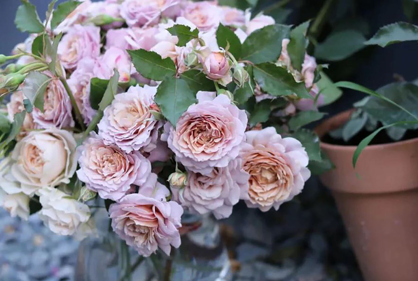 Fragment of Fall 锁清秋，Chinese Floribunda Rose, Upright, Repeat-Flowering, Excellent Disease Resistance.