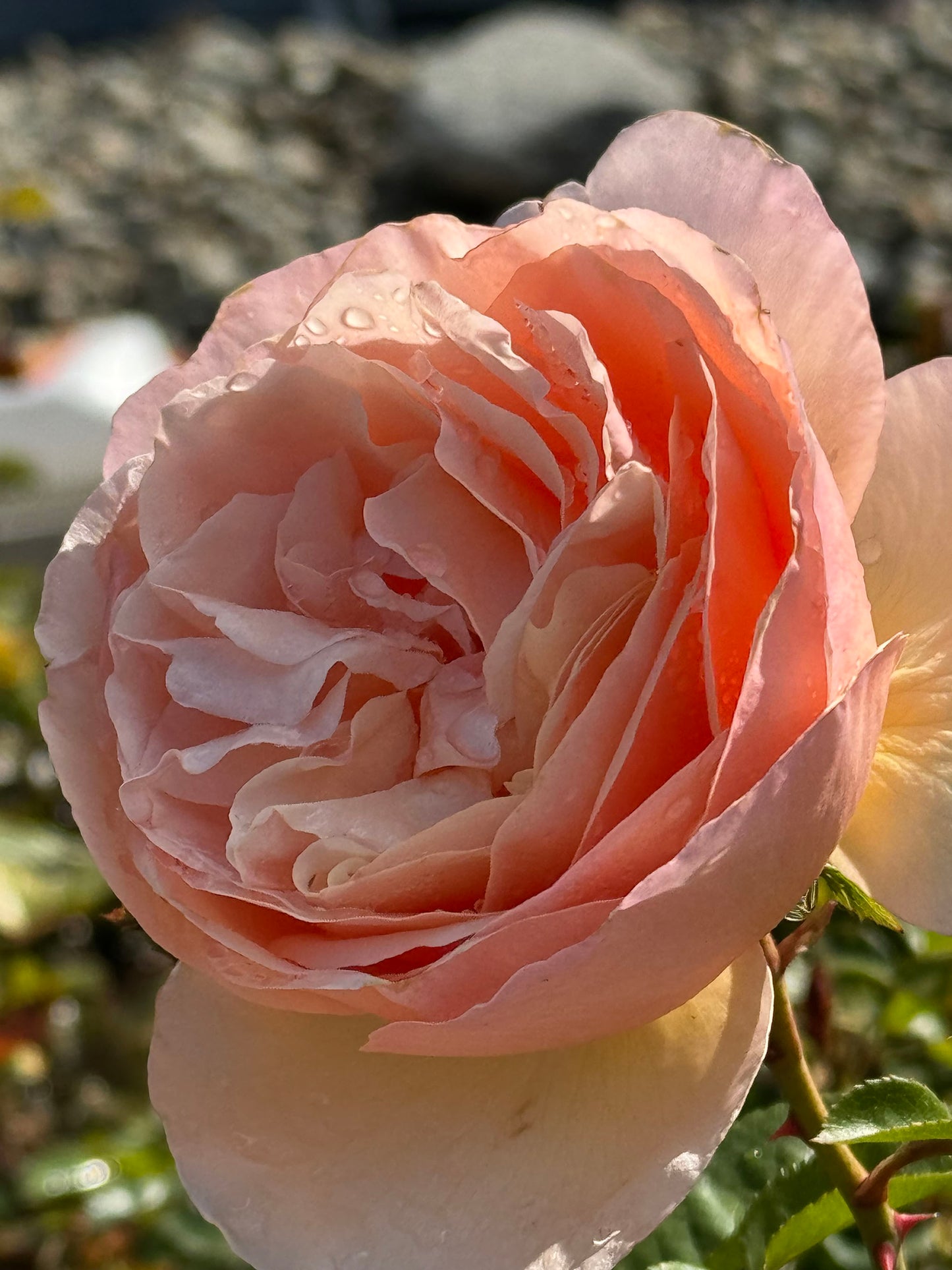 Tropicana 百香果, Shrub Rose， Non-Grafted/Own Root.