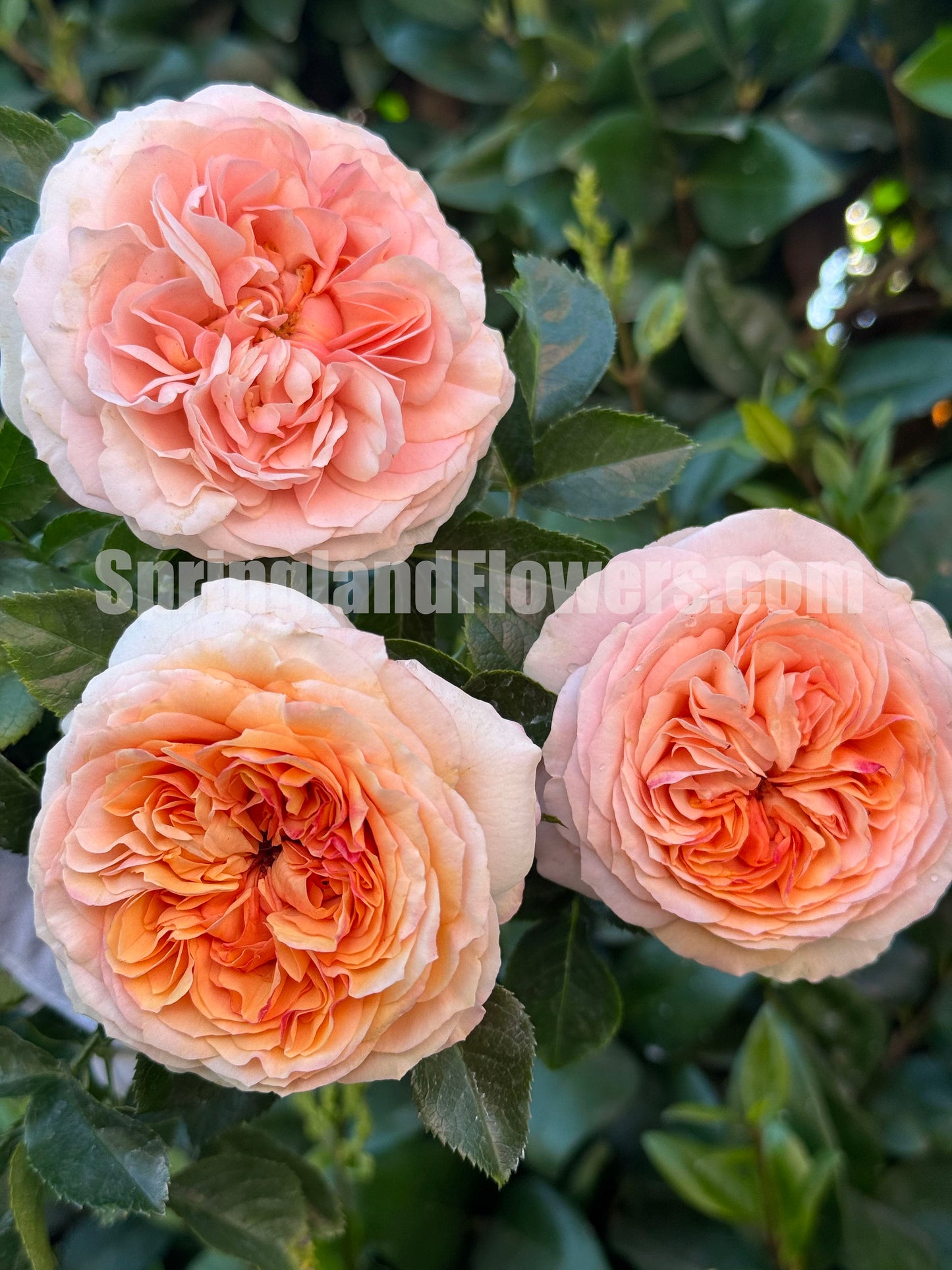 #SPF280, Avalanche Abricot 杏子雪崩月季/雪杏子, Floribunda Rose，Heat-tolerant, Disease-resistant. Non-Grafted/Own Root.