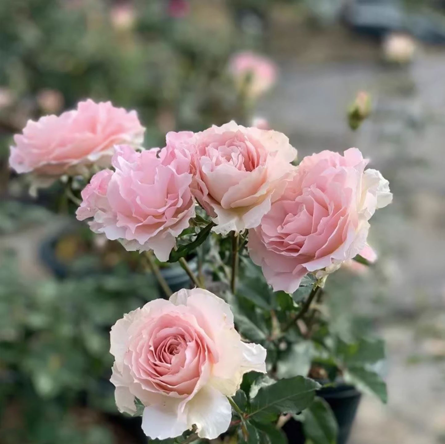 La Marié 河本新娘/新婚 ラマリエ，Japanese Floribunda Rose, Strong Fragrance，Thornless ,Non-Grafted/Own Root.