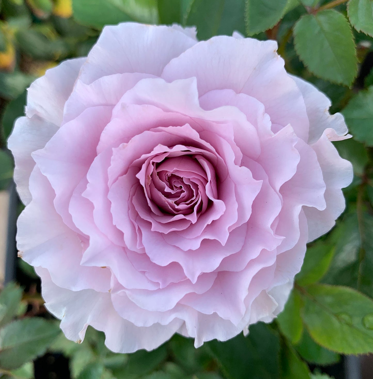 Libellula 蜻蜓 リベルラ, Japanese Shrub Rose. Non-Grafted/Own Root.