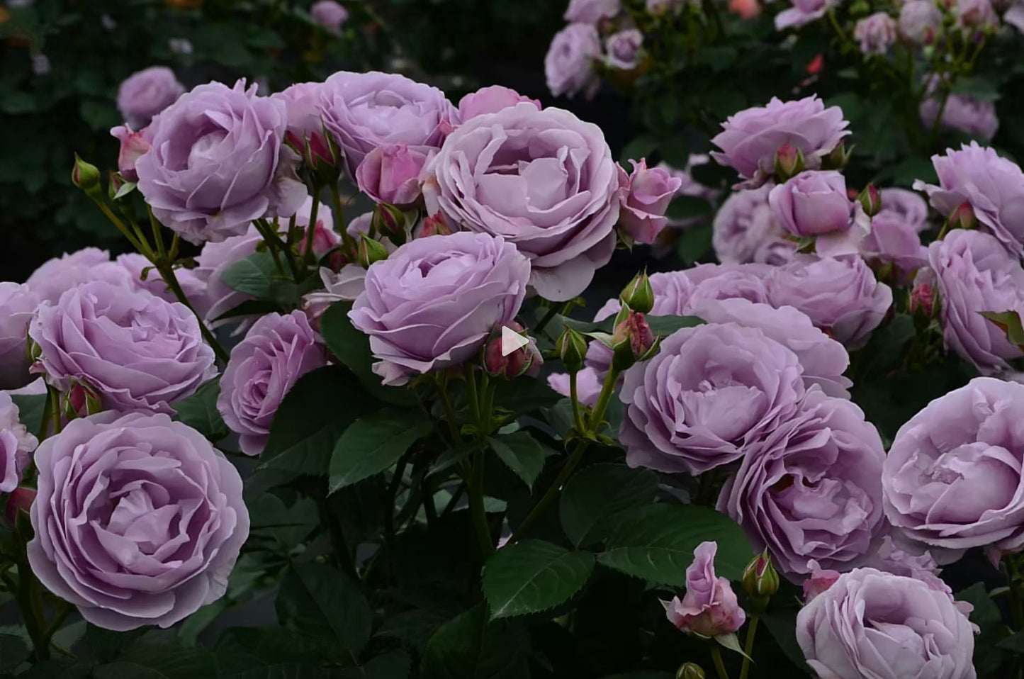 Shinoburedo 蓝色风暴/暗恋的心 のぶれど，Japanese Floribunda Rose, Non-Grafted/Own Root.