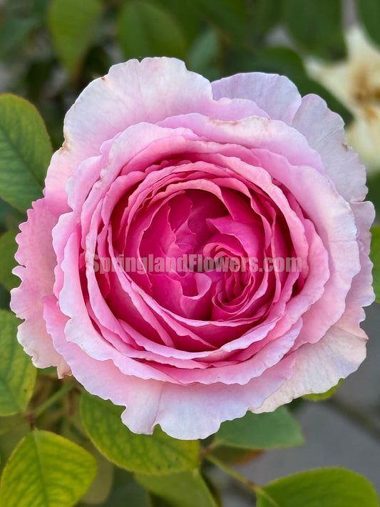 #SPJ247, Organtino 伊芙马蒂诺风琴，Climbing & Shrub Roses, Thornless, Heat-tolerant, disease-resistant, Non-Grafted/Own Root.