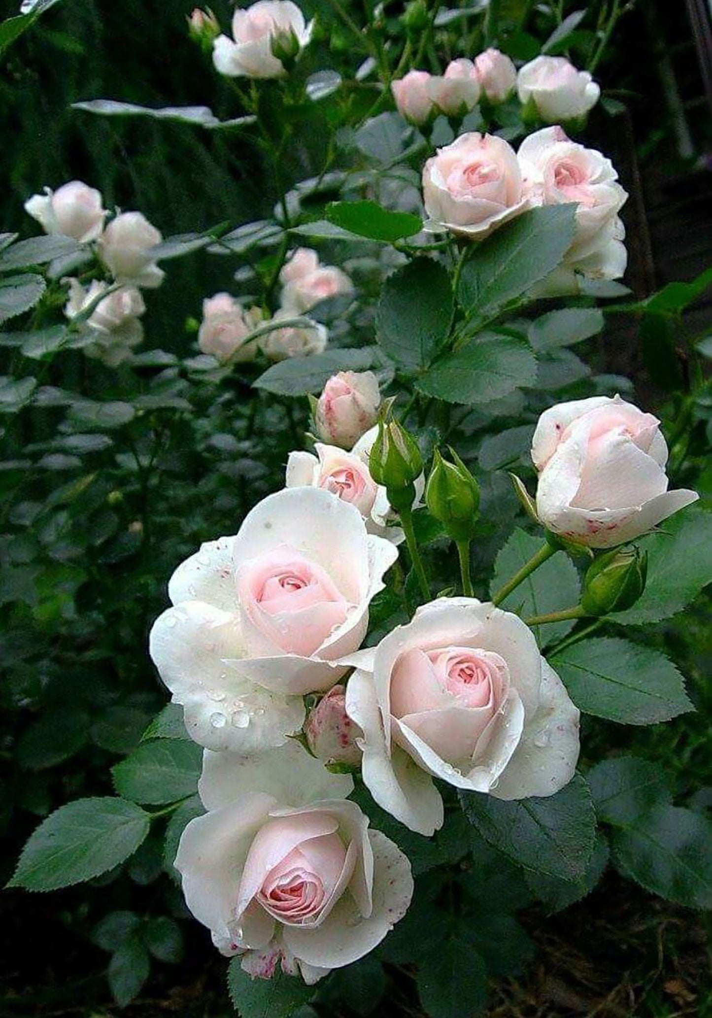 Mona Lisa 蒙娜丽莎, Japanese Shrub Rose, Non-Grafted/Own Root.