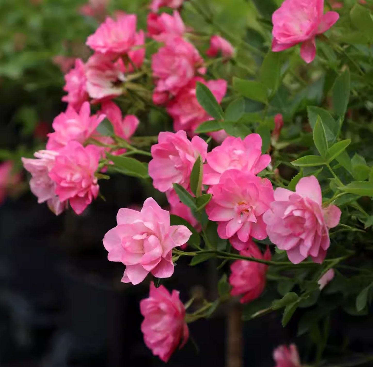 Heavenly Lotus 天荷繁星, Japanese Miniature Rose, Non-Grafted/Own Root.