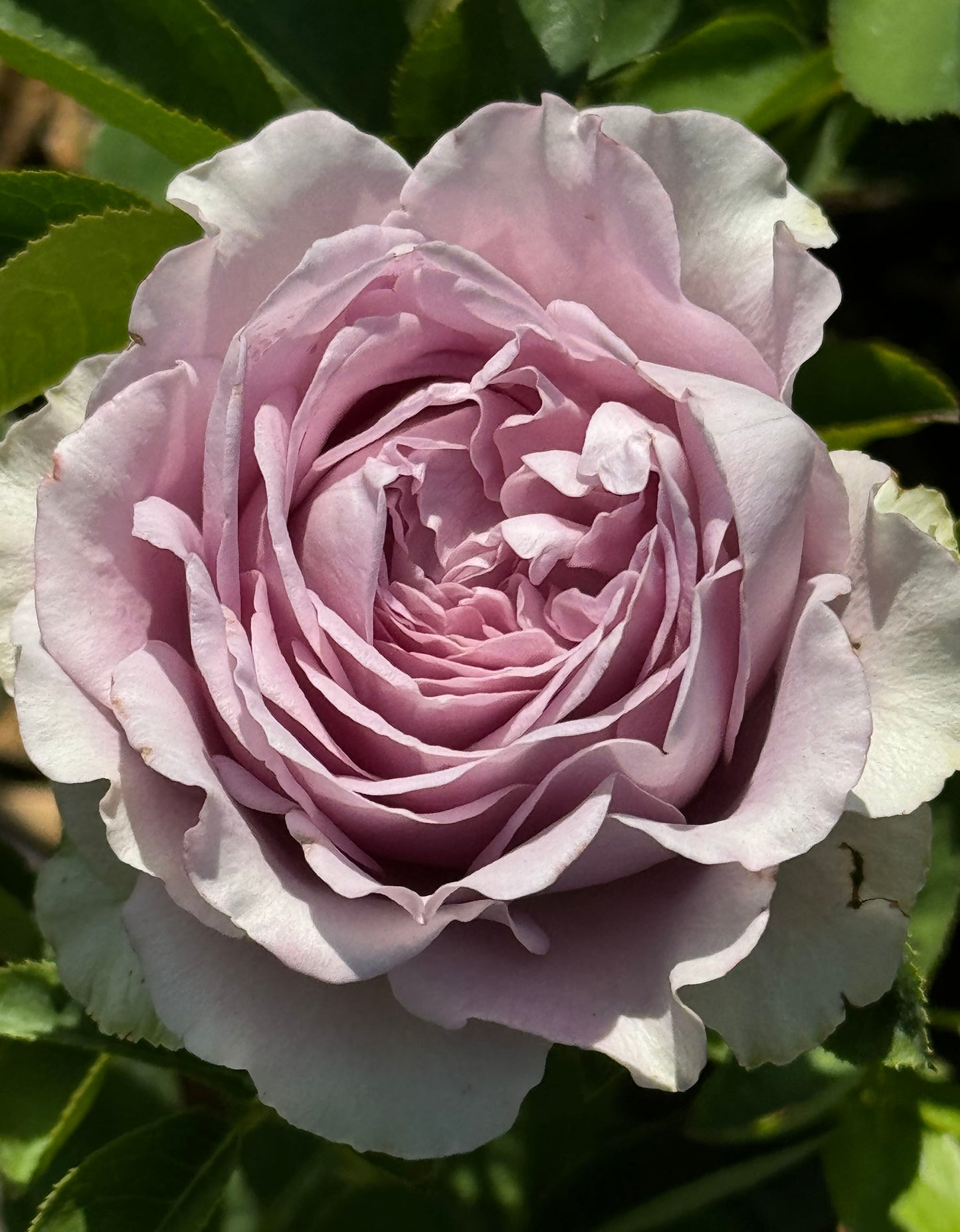 Amethyst 紫龙晶, Shrub Rose, Heat-resistant,  Non-Grafted/Own Root.