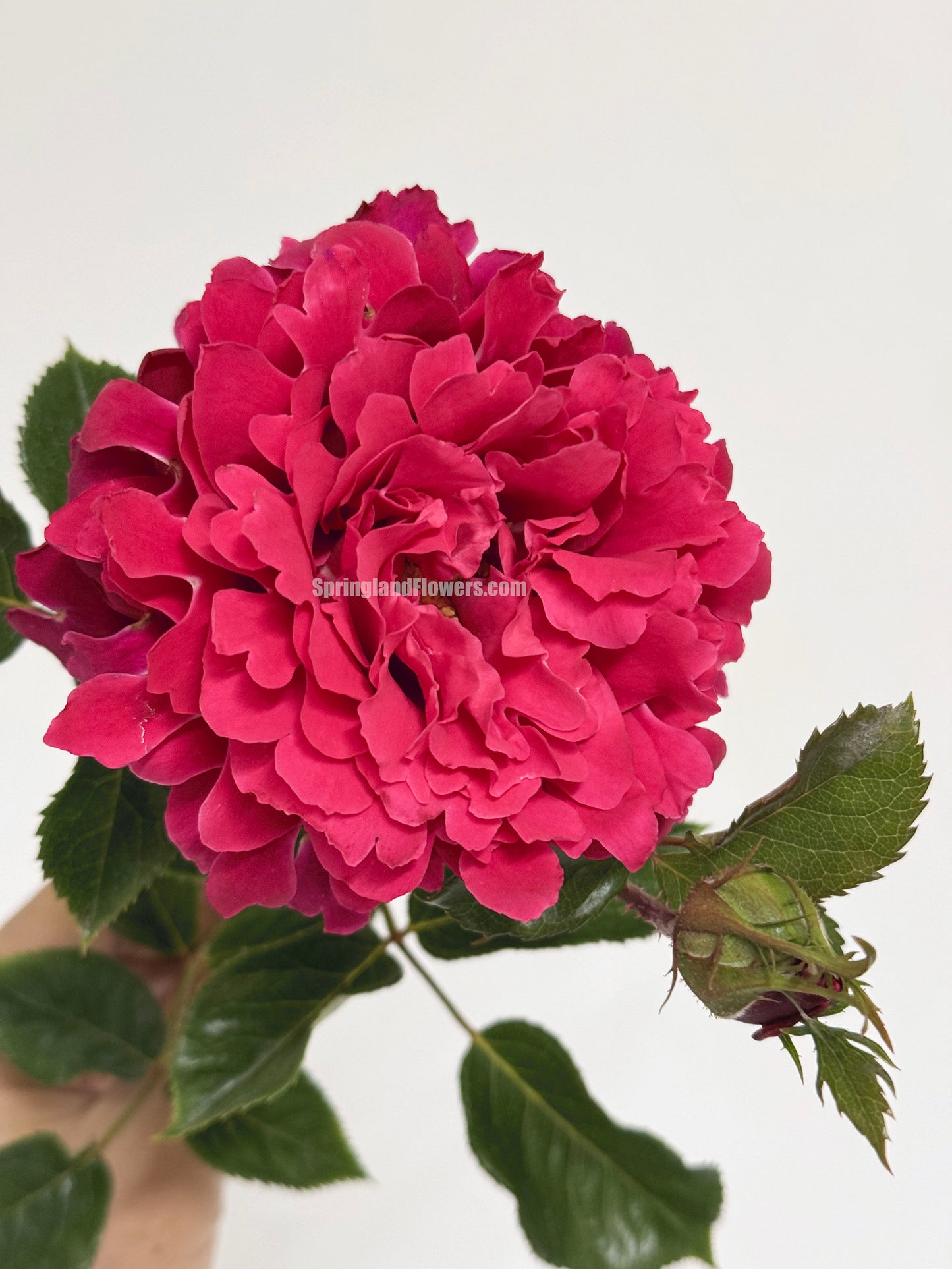 #SPN281, Glamorous Ruffle 魅力波浪，Shrub Rose,  Non-Grafted/Own Root.