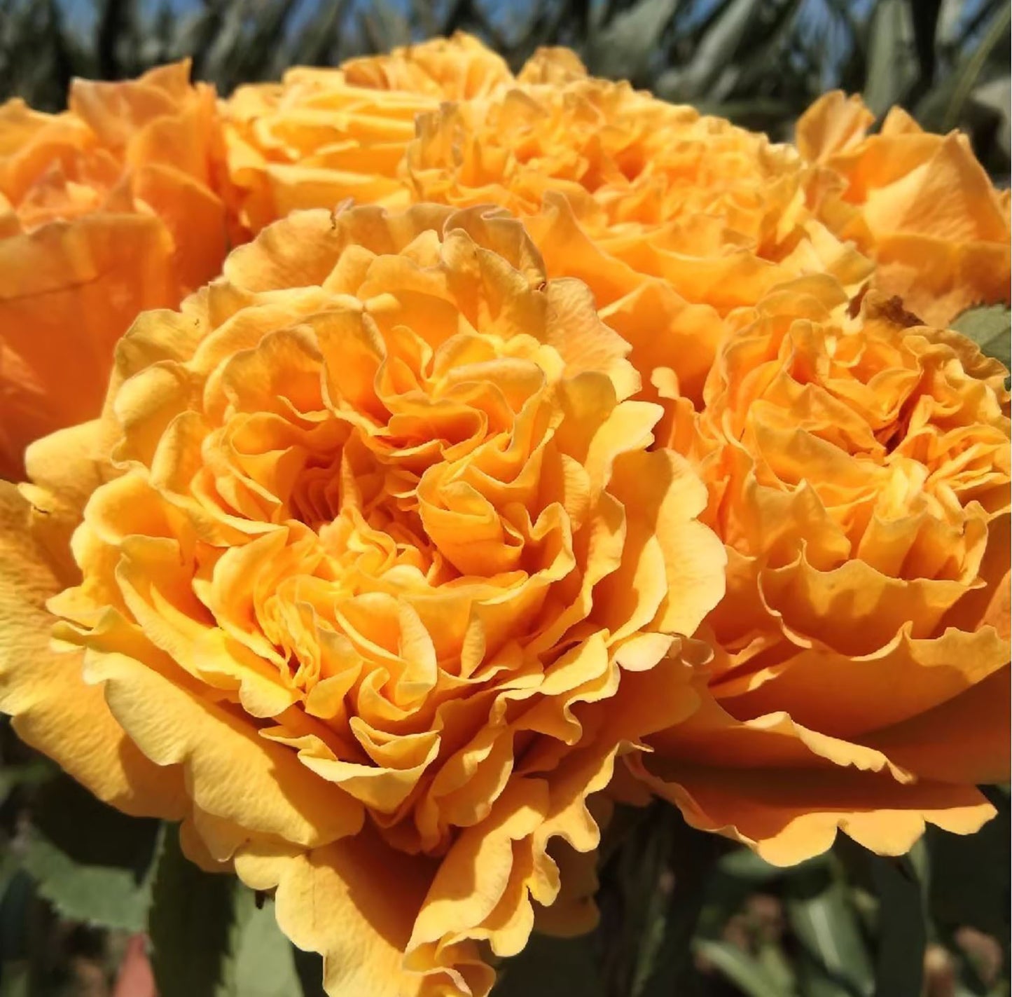 Mango Lieber 芒果酒吧 マンゴーリーバー ，Japanese Shrub Rose, Large Bright Orange Flower, Non-Grafted/Own Root.