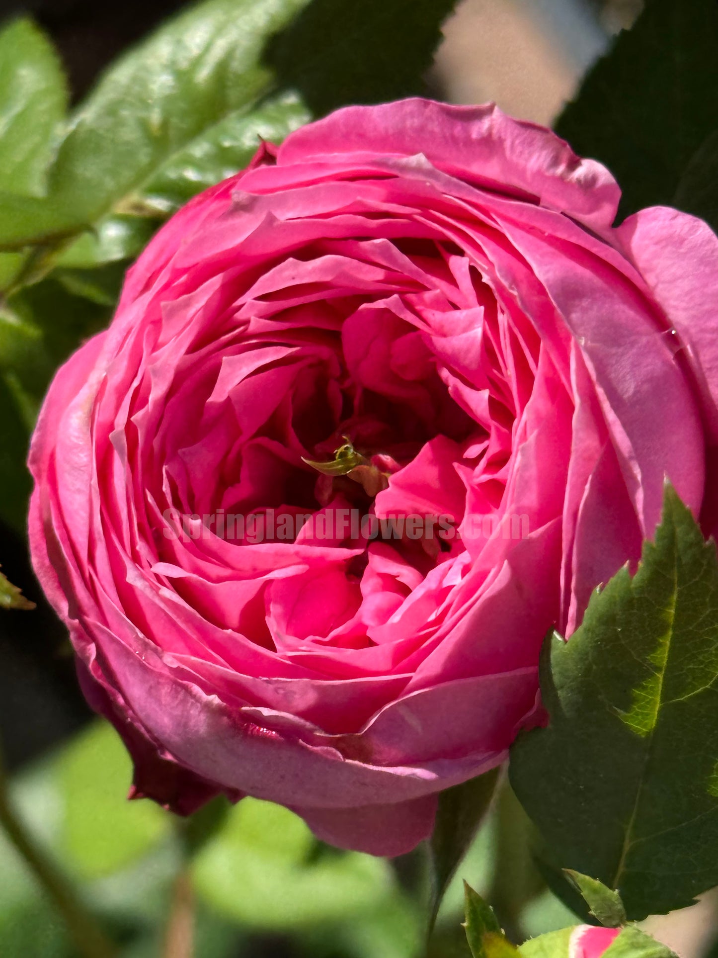 Miyako 京/宫古, Shrub Rose, Upright,Excellent Disease Resistance,Non-Grafted/Own Root.