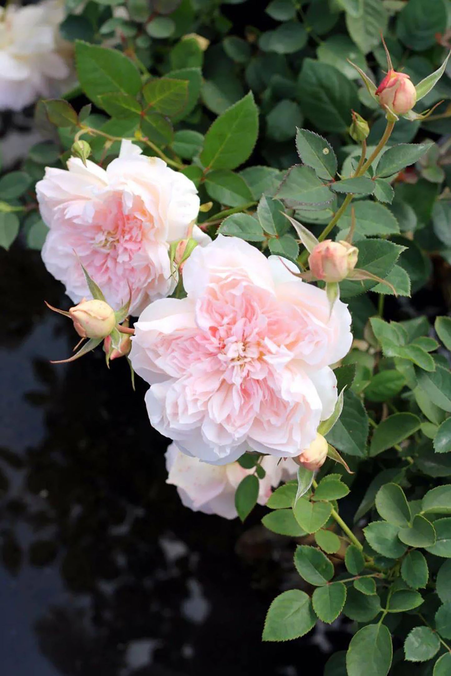 Blossom of Love/JiaShu 家书，Shrub Rose,Heat Resistant, Non-Grafted/Own Root.