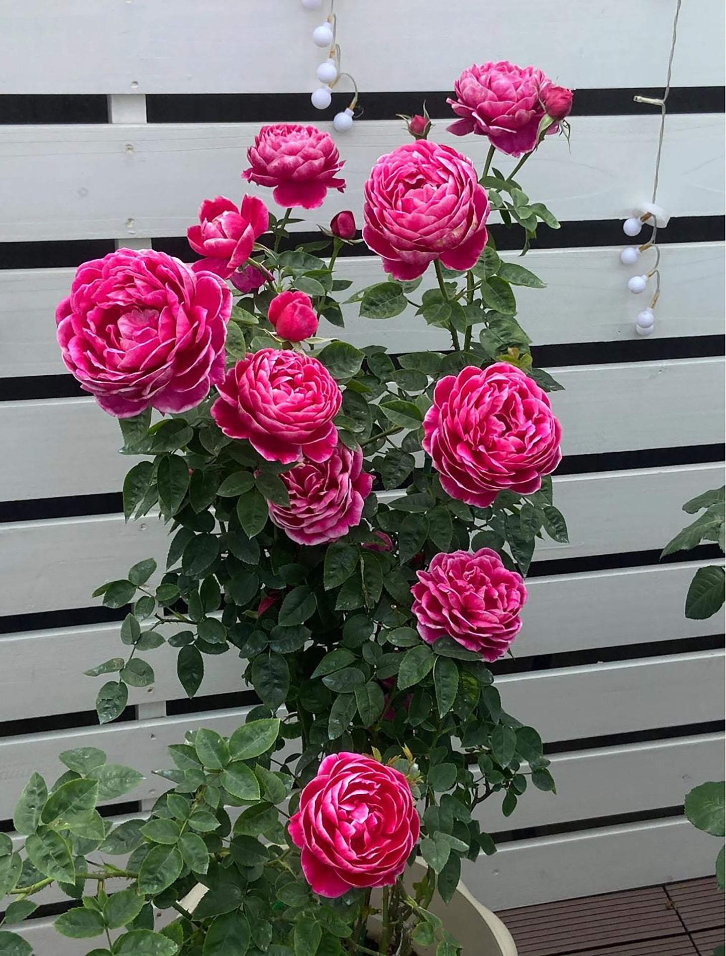 Marie Rose 玛丽 マリーローズ，Japanese Shrub Rose，Non-Grafted/Own Root.