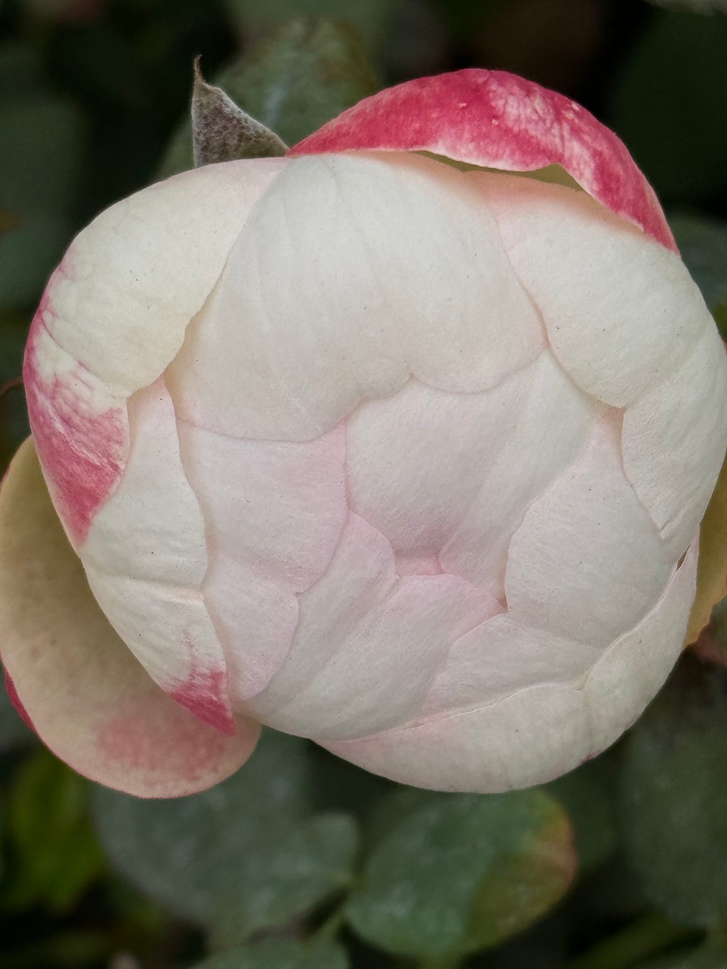 Strawberry Pie 草莓派，Chinese Shrub Rose, Non-Grafted/Own Root.