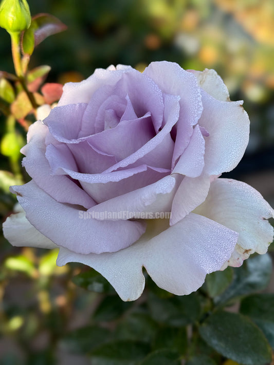 Luxury Nove 天然香水ラグジュノーブ,  Japanese Shrub Rose,   Non-Grafted/Own Root.