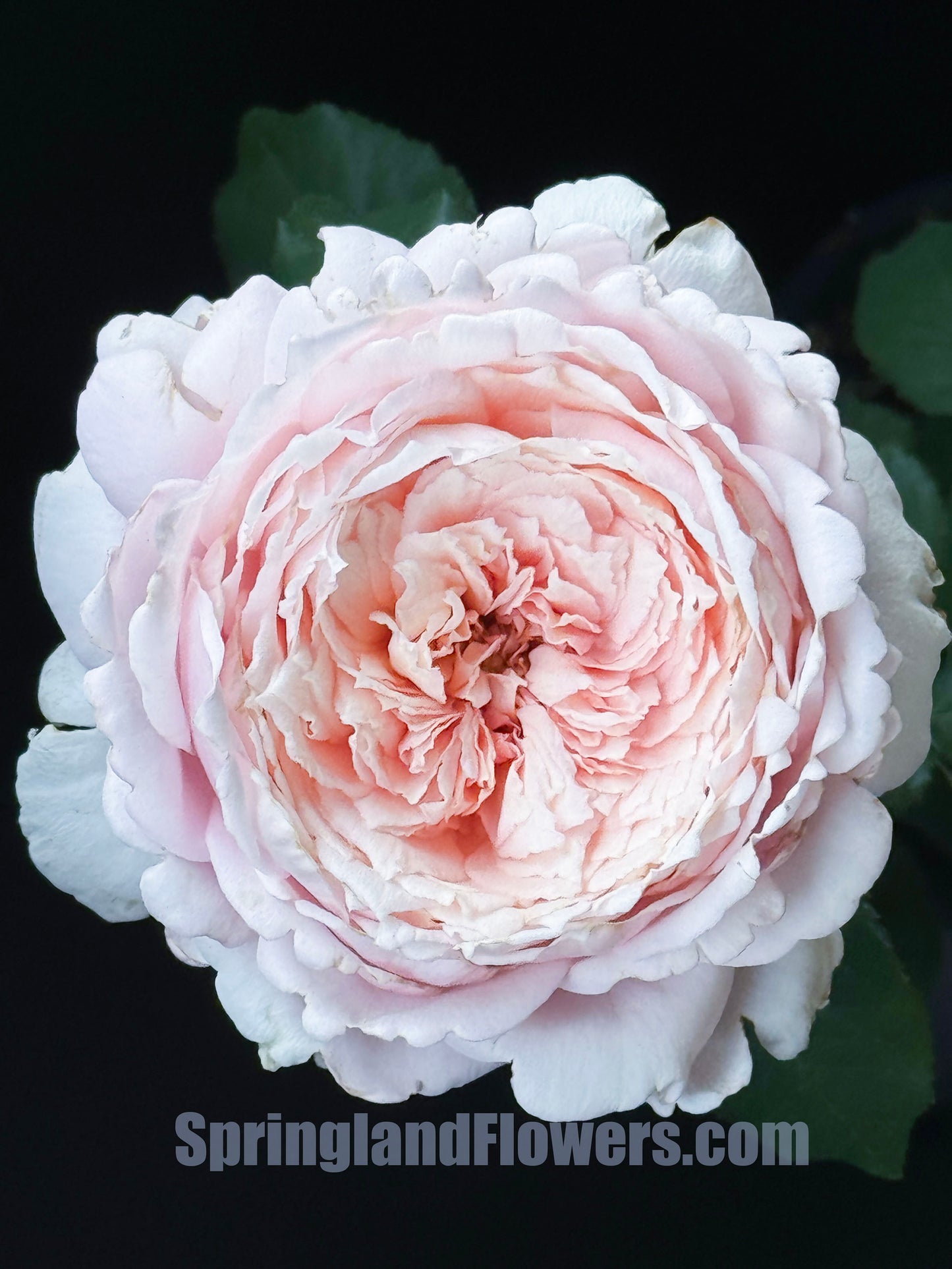 #SPC209, NEW ! 2022. YANZI 妍姿，Floribunda Rose，Heat-tolerant, disease-resistant,  Non-Grafted/Own Root.