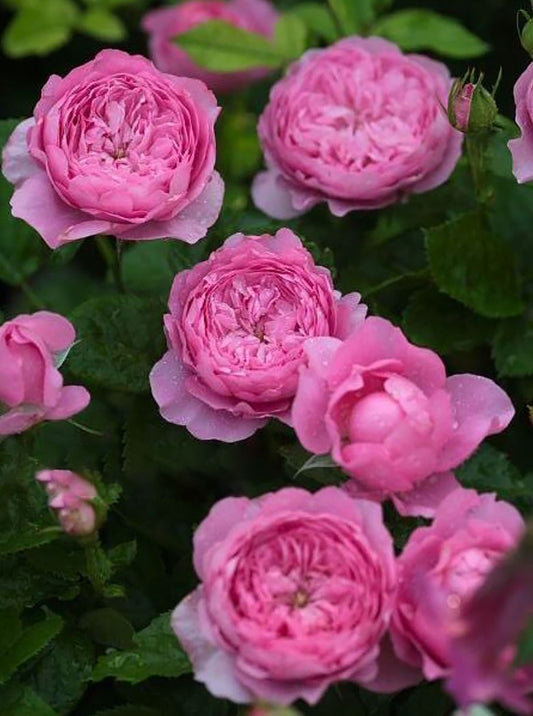 Chantal Mérieux 尚塔尔, Climbing & Shrub Roses, Strong Fragrance. Strong Disease Resistance. Non-Grafted/Own Root.