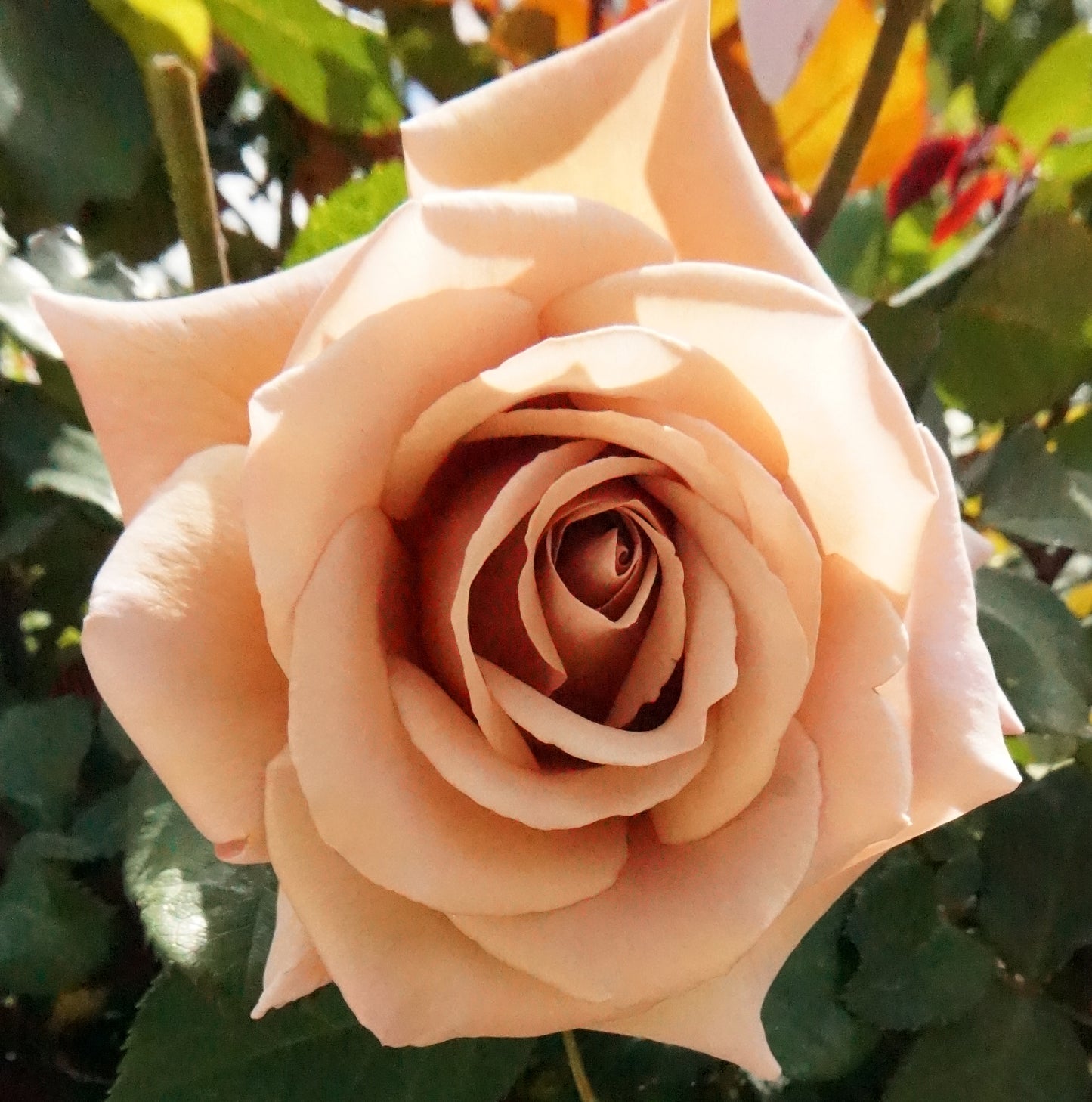 Koko Loko Floribunda Rose,Non-Grafted/Own Root.