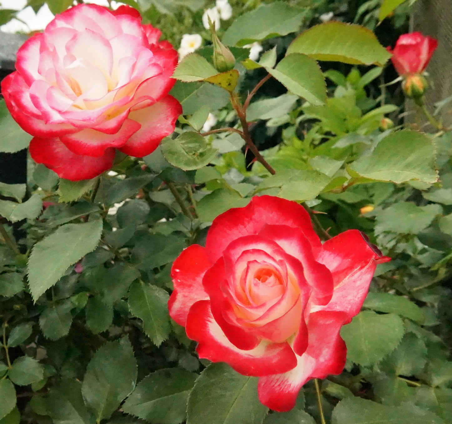 Jubile du Prince de Monaco, 摩纳哥公爵, shrub rose. Own-Root.