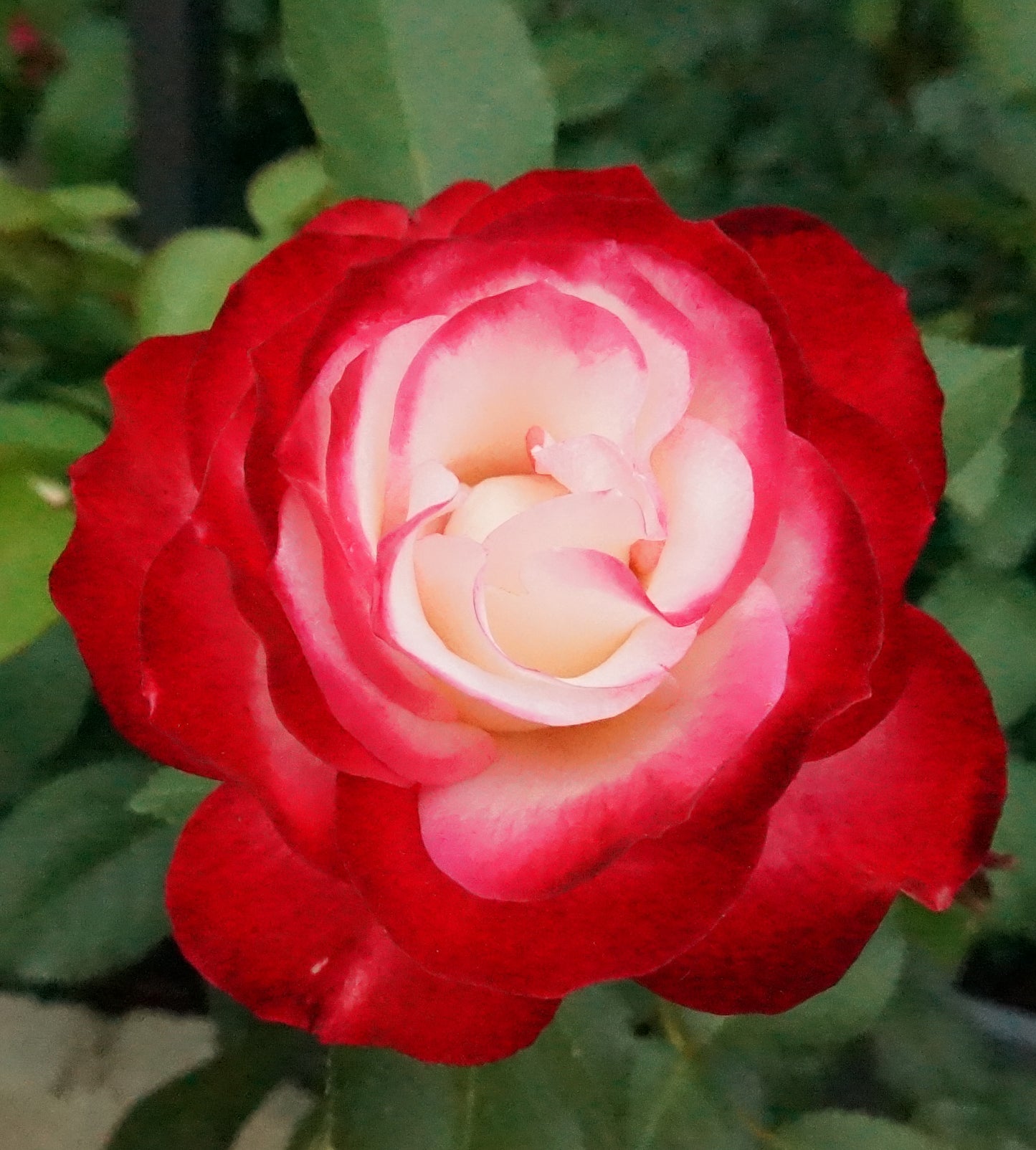 Jubile du Prince de Monaco, 摩纳哥公爵, shrub rose. Own-Root.