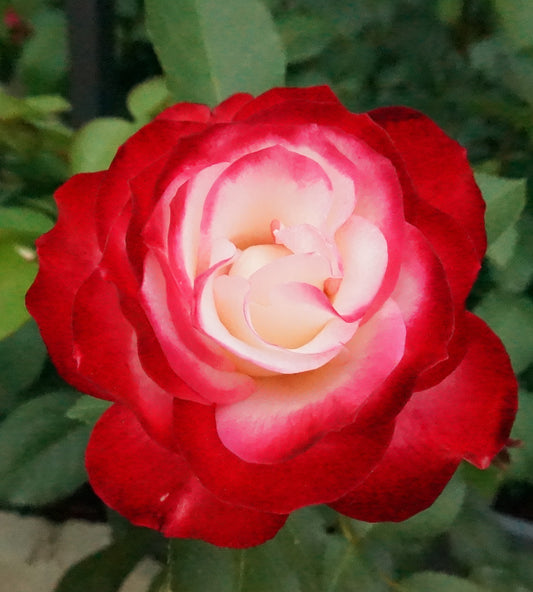 Jubile du Prince de Monaco, 摩纳哥公爵, shrub rose.Own-Root.