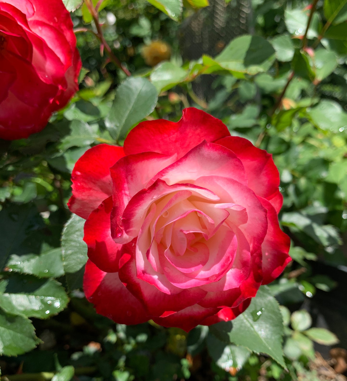 Jubile du Prince de Monaco, 摩纳哥公爵, shrub rose. Own-Root.