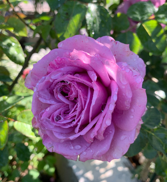 Quicksilver， Climbing Rose, Non-Grafted/Own Root.