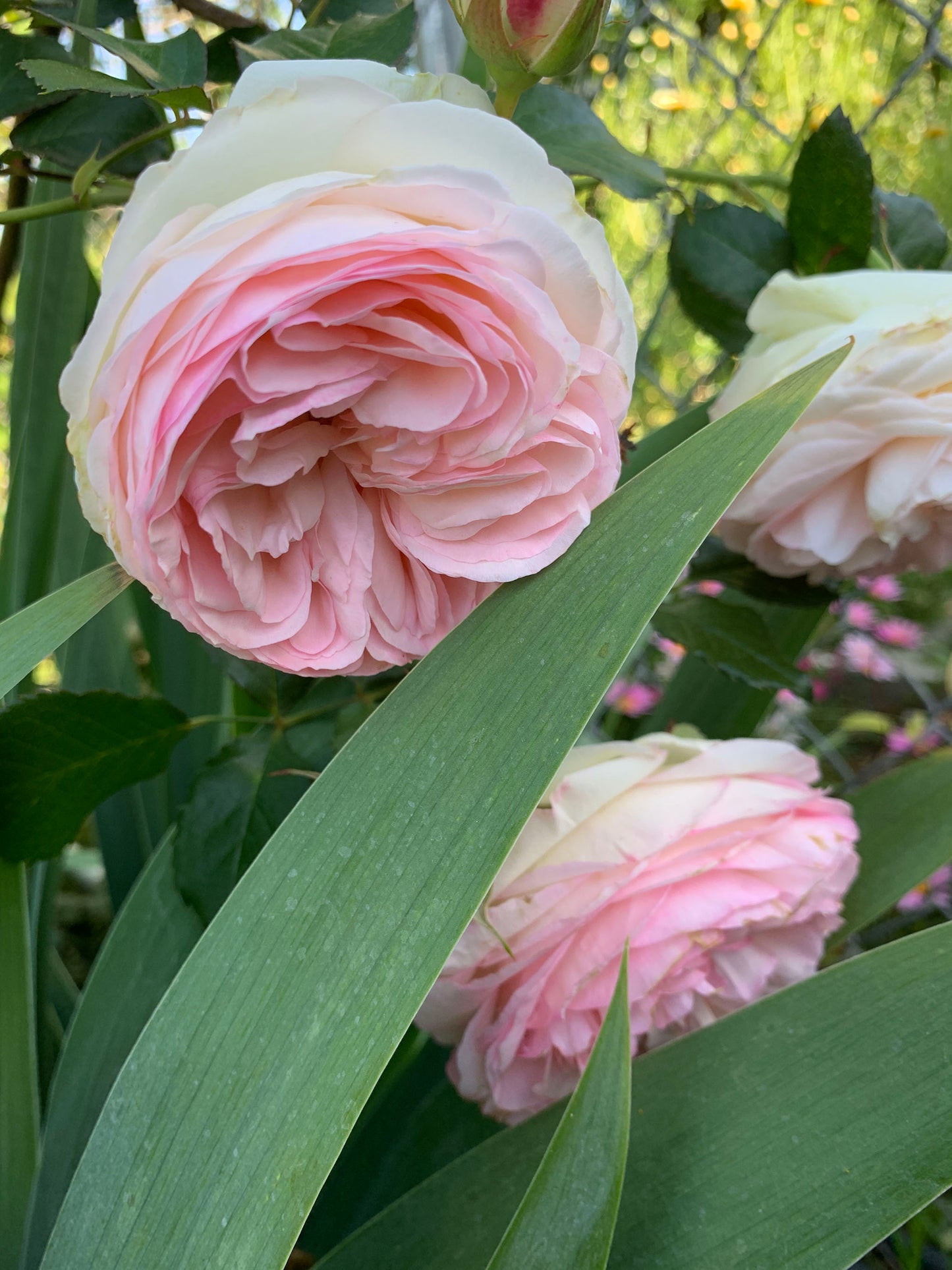 Eden Climber 龙沙宝石，Non-Grafted/Own Root