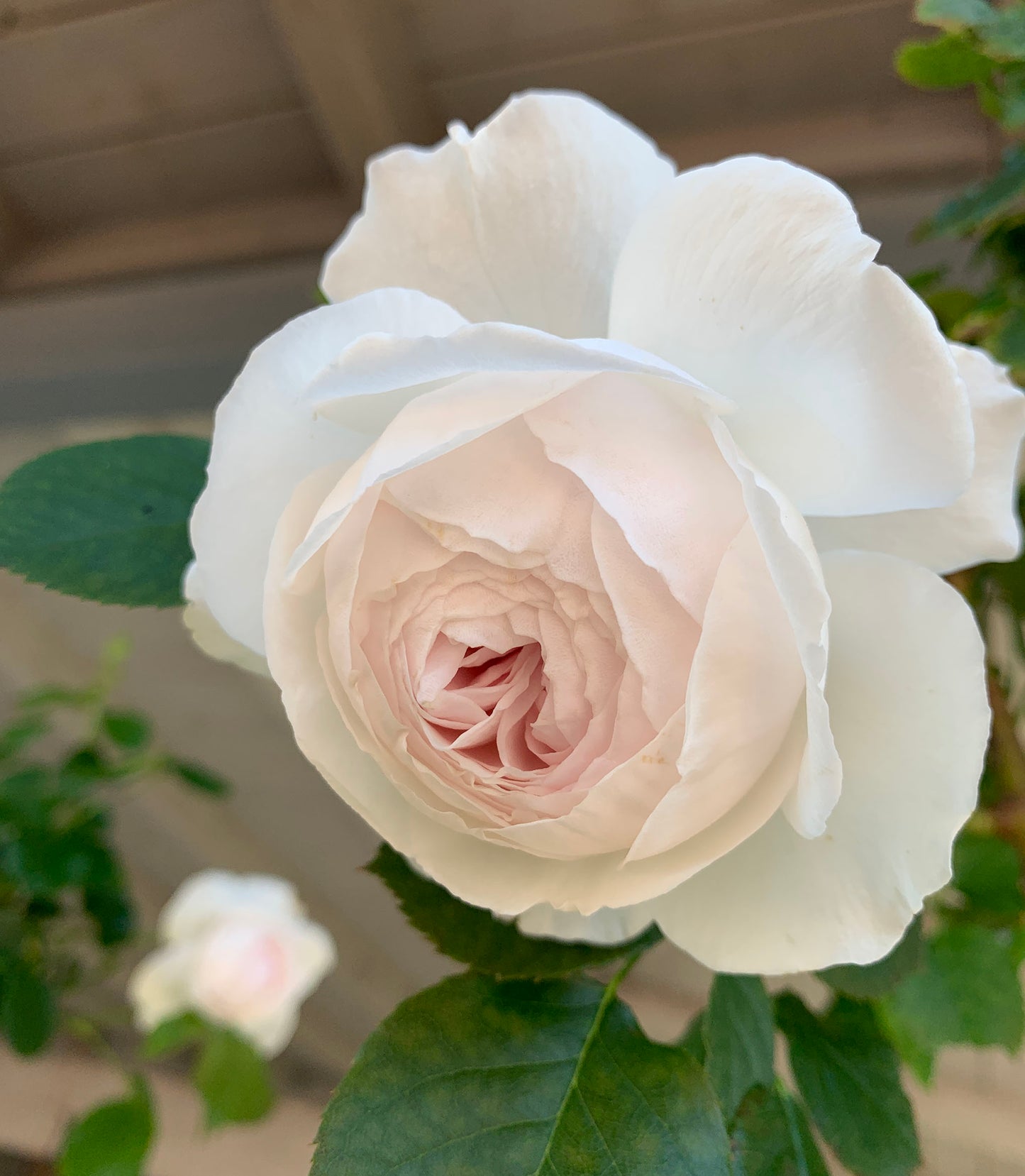 Earth Angel 尘世天使，Floribunda Rose, Non-Grafted/Own Root.