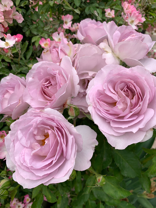 Silver Lining Floribunda Rose，Lighter in color than Love Song，Own-Root.