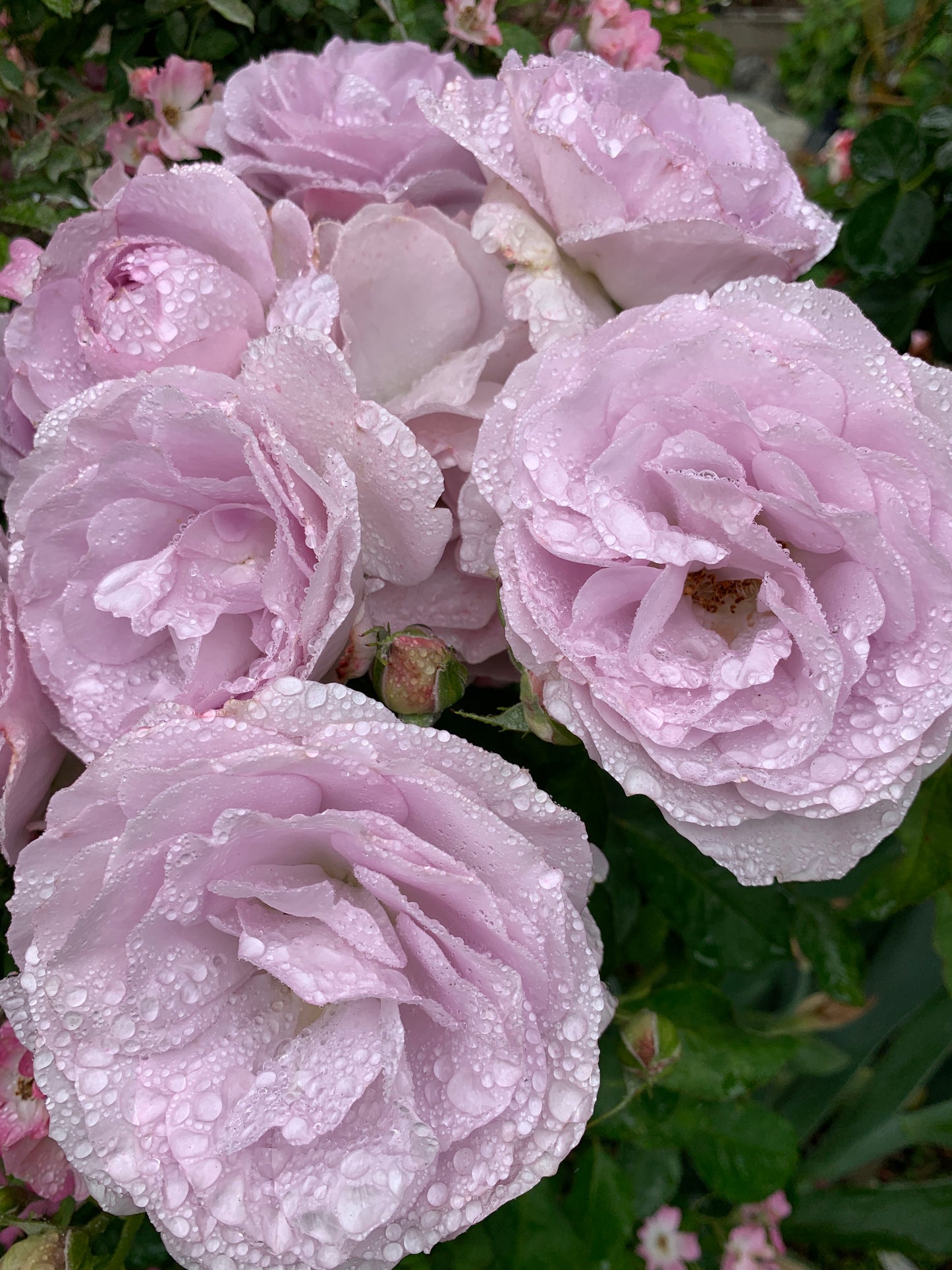 Silver Lining Floribunda Rose，Lighter in color than Love Song，Own-Root.