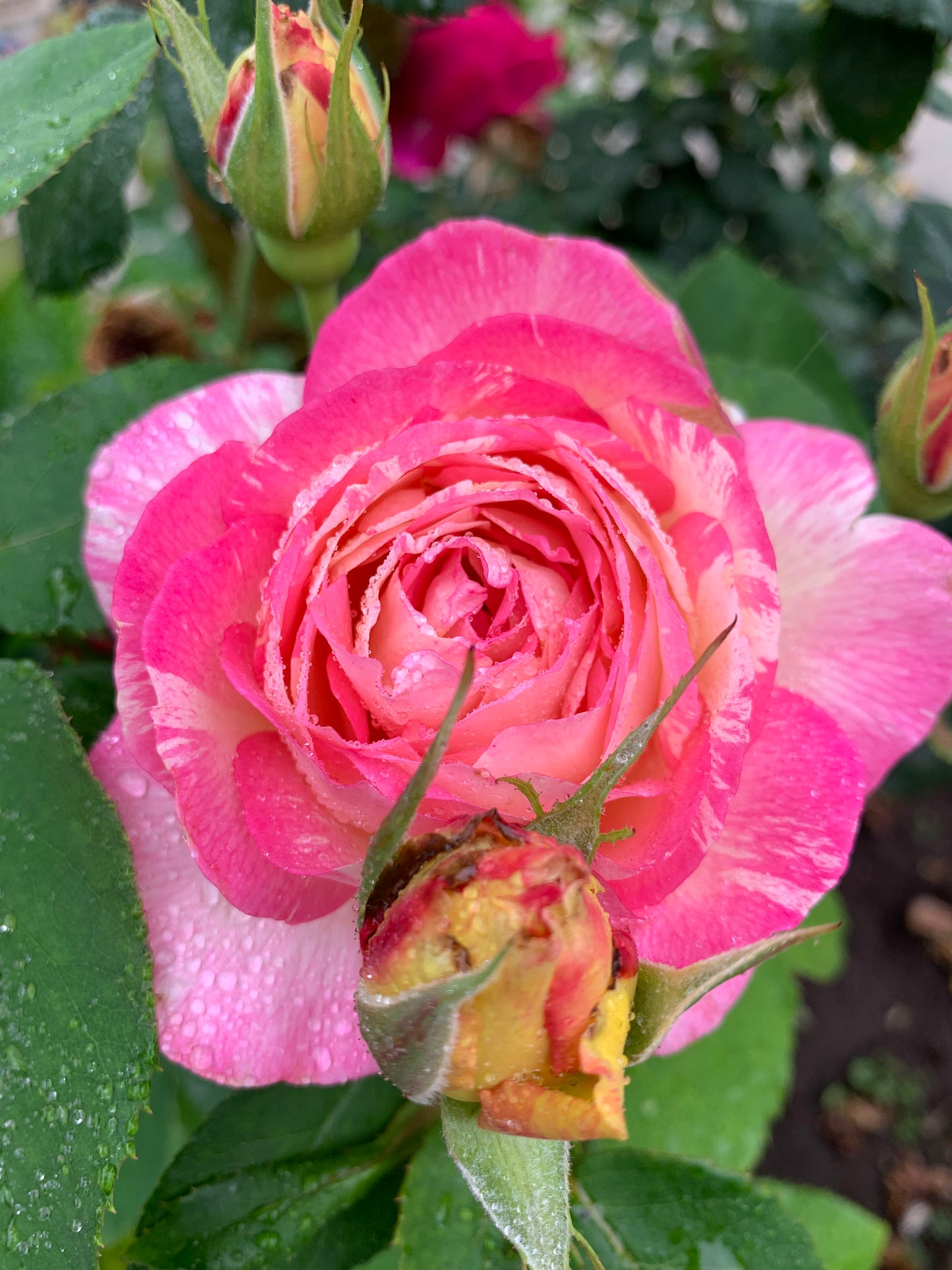 #SPF085，Extremely Similar to Marc Chagall 马克夏加尔，French Floribunda Rose, Non-Grafted/Own Root.