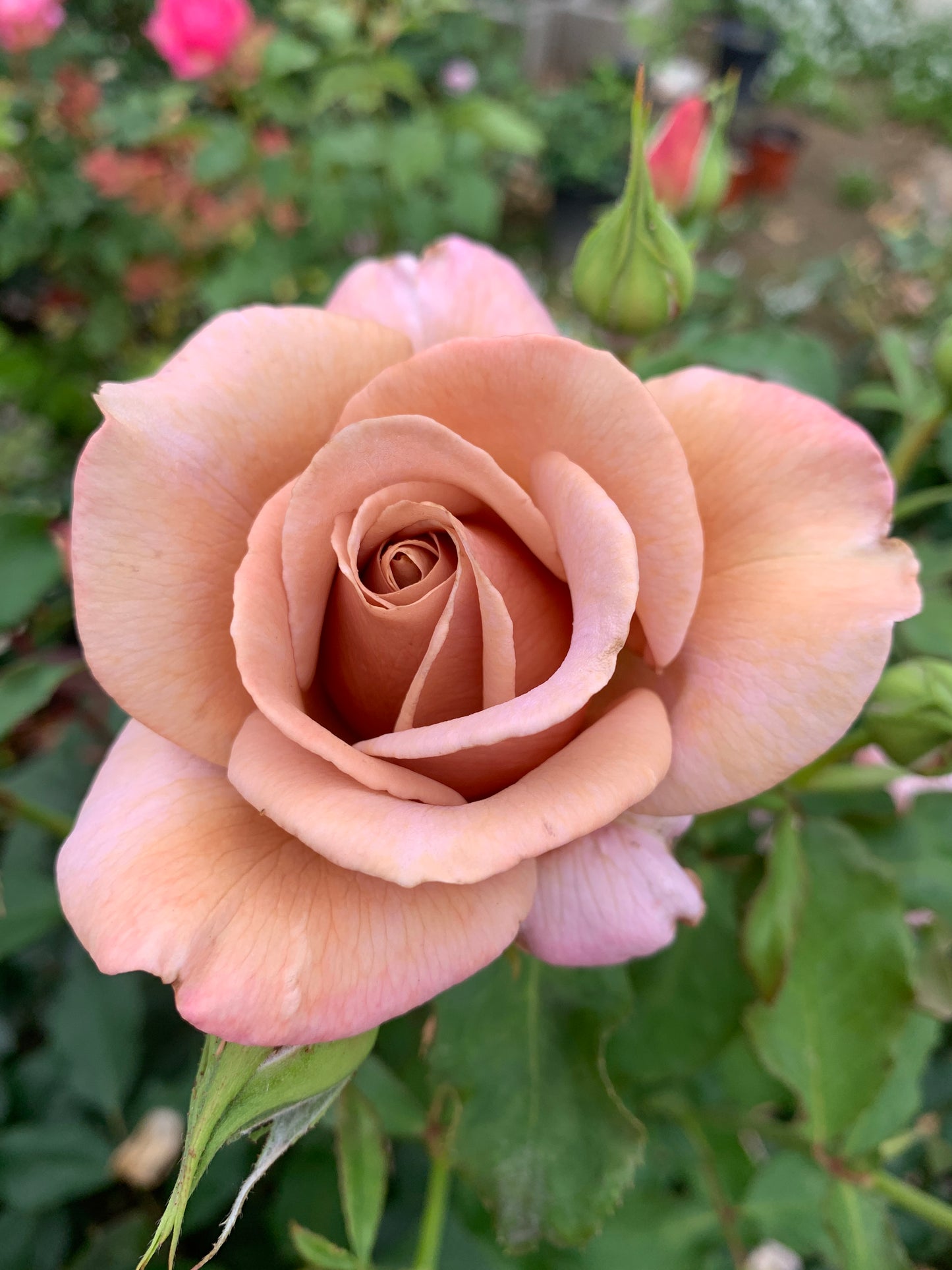 Koko Loko Floribunda Rose,Non-Grafted/Own Root.