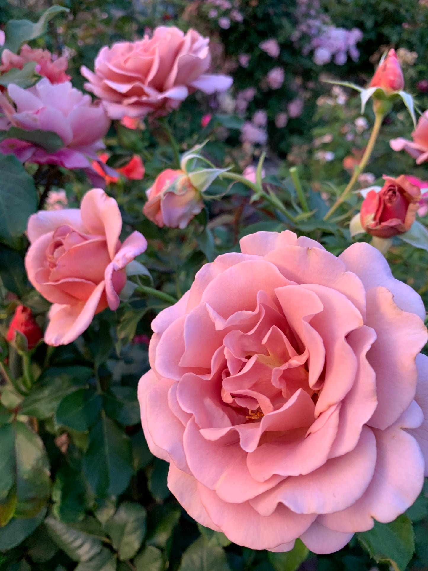 Koko Loko Floribunda Rose,Non-Grafted/Own Root.