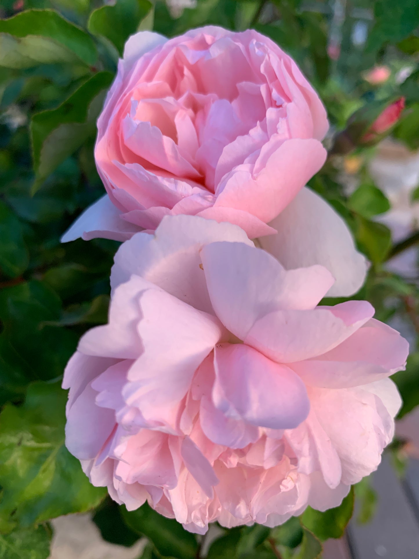 Duchesse de Brabant 布拉班特公爵夫人,Floribunda Rose, Non-Grafted/Own Root.