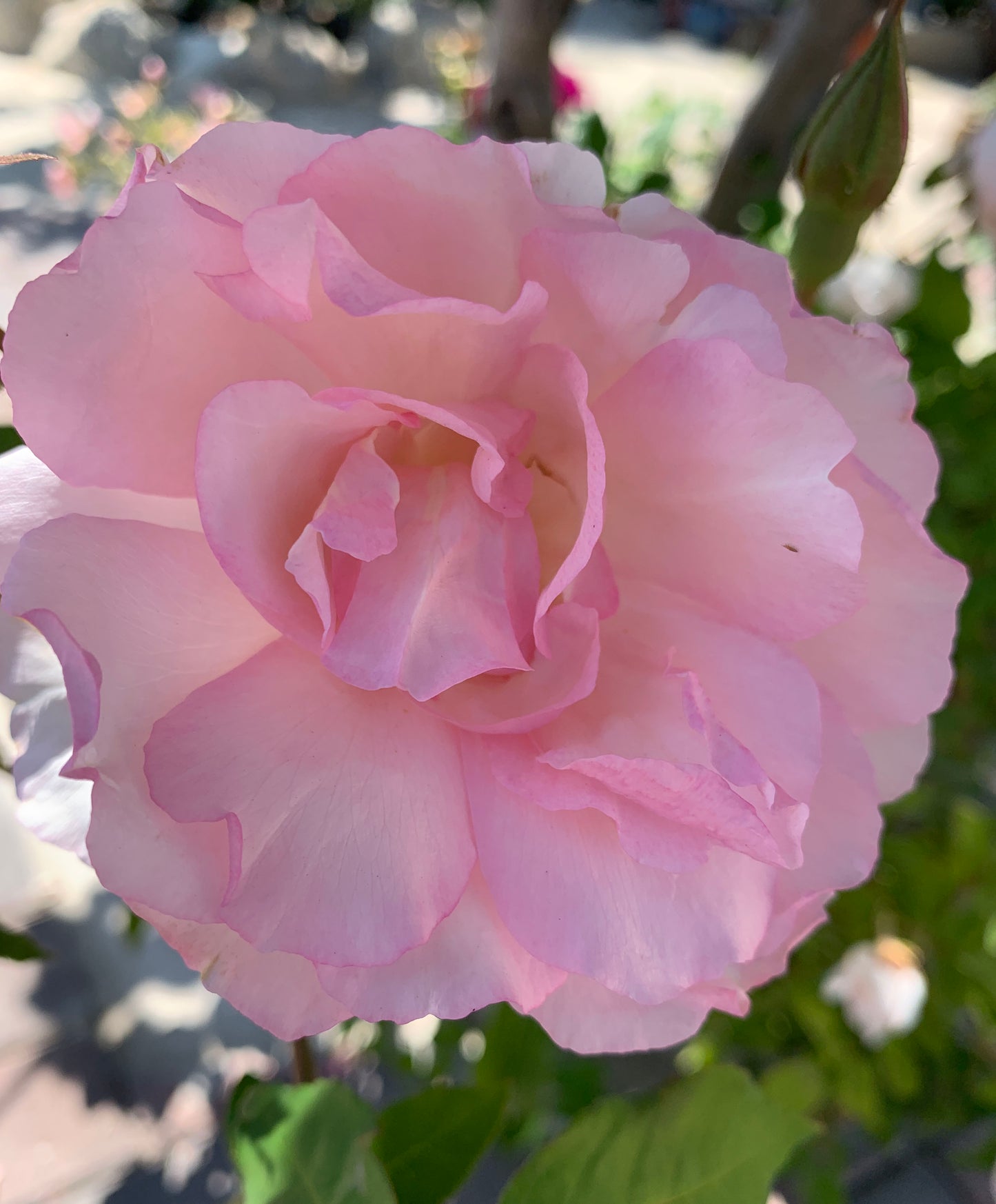 Duchesse de Brabant 布拉班特公爵夫人,Floribunda Rose, Non-Grafted/Own Root.