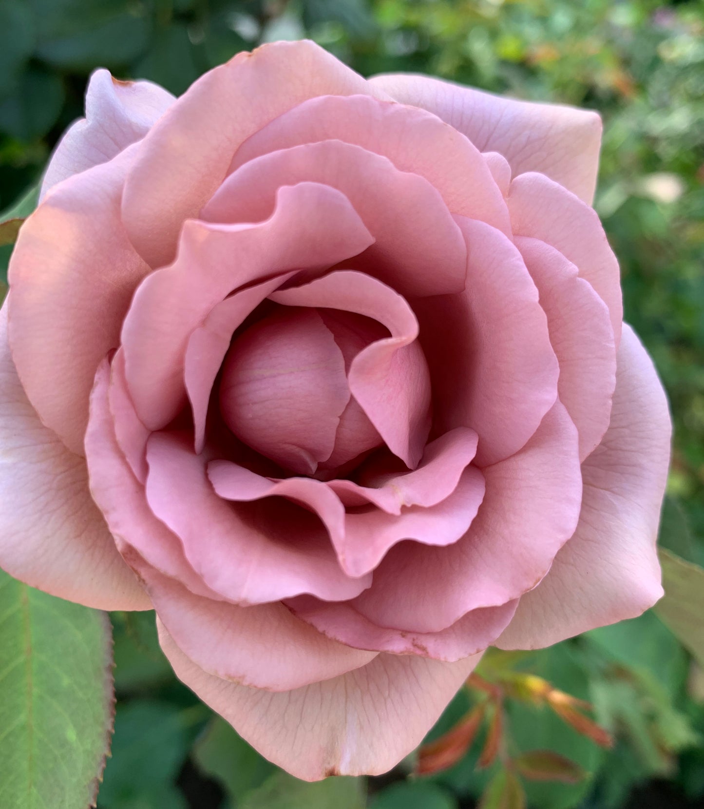 Koko Loko Floribunda Rose,Non-Grafted/Own Root.