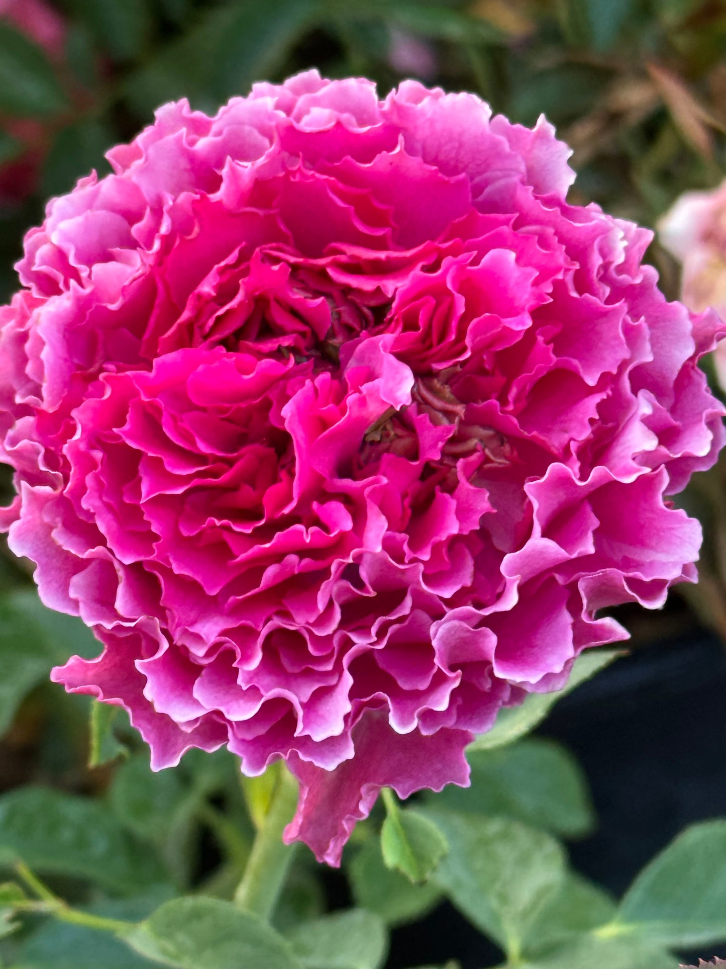 Ramukan 草药 ラムカン,  Japanese Shrub Rose，Strong Disease Resistance and Heat Tolerance,Non-Grafted/Own Root.