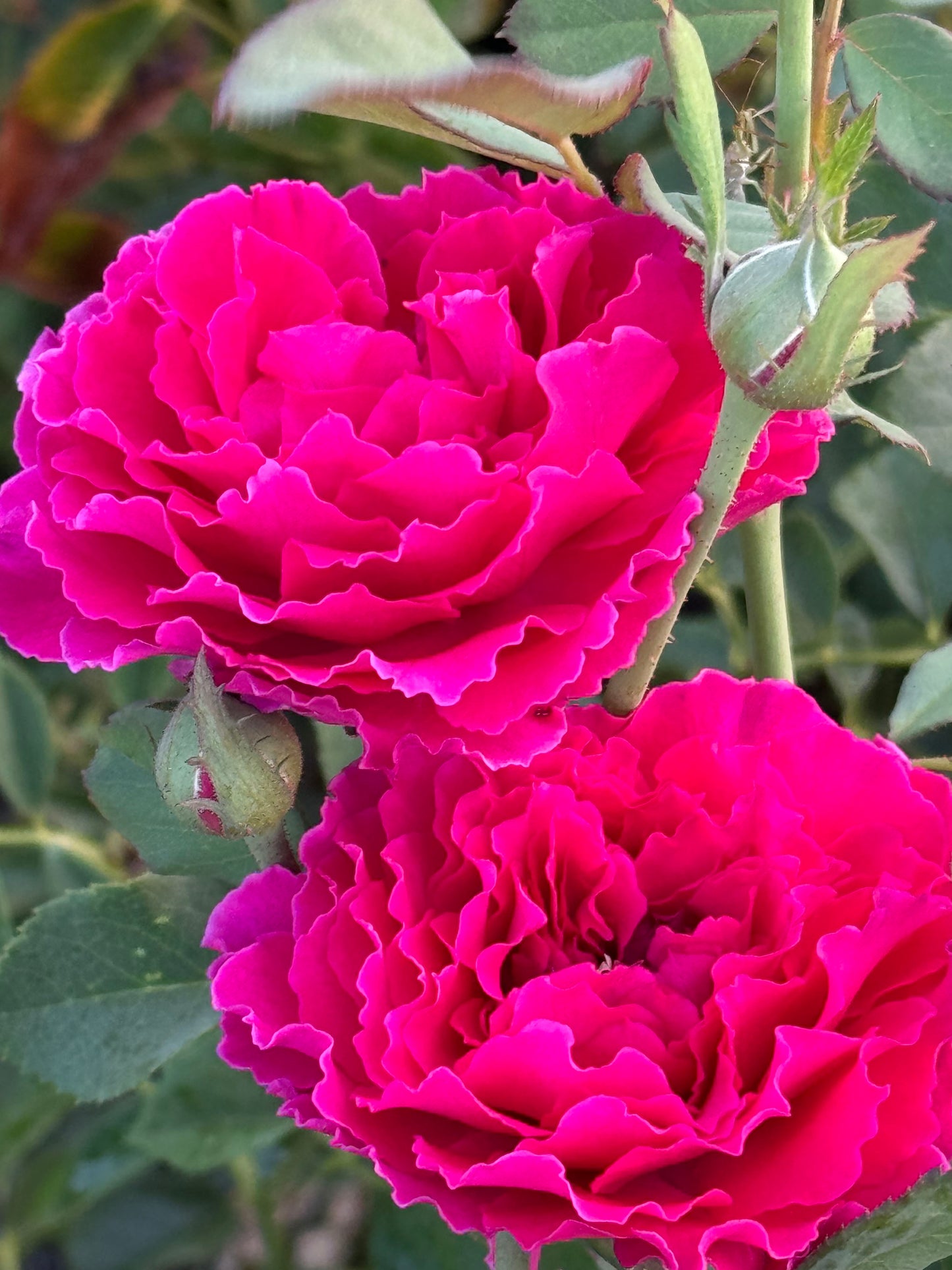 Ramukan 草药 ラムカン,  Japanese Shrub Rose，Strong Disease Resistance and Heat Tolerance,Non-Grafted/Own Root.