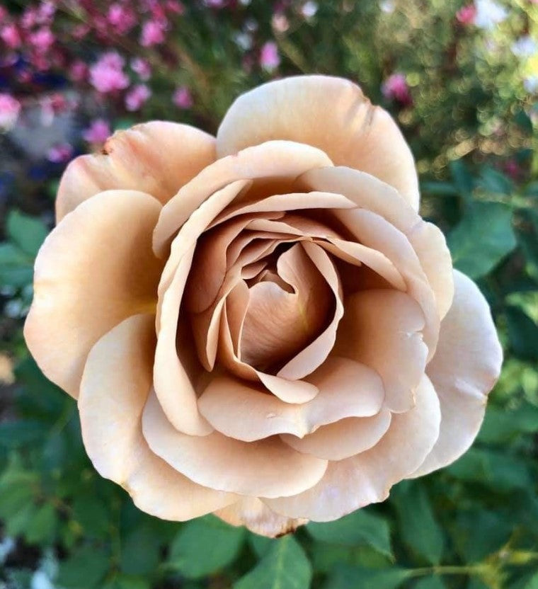 Koko Loko Floribunda Rose,Non-Grafted/Own Root.