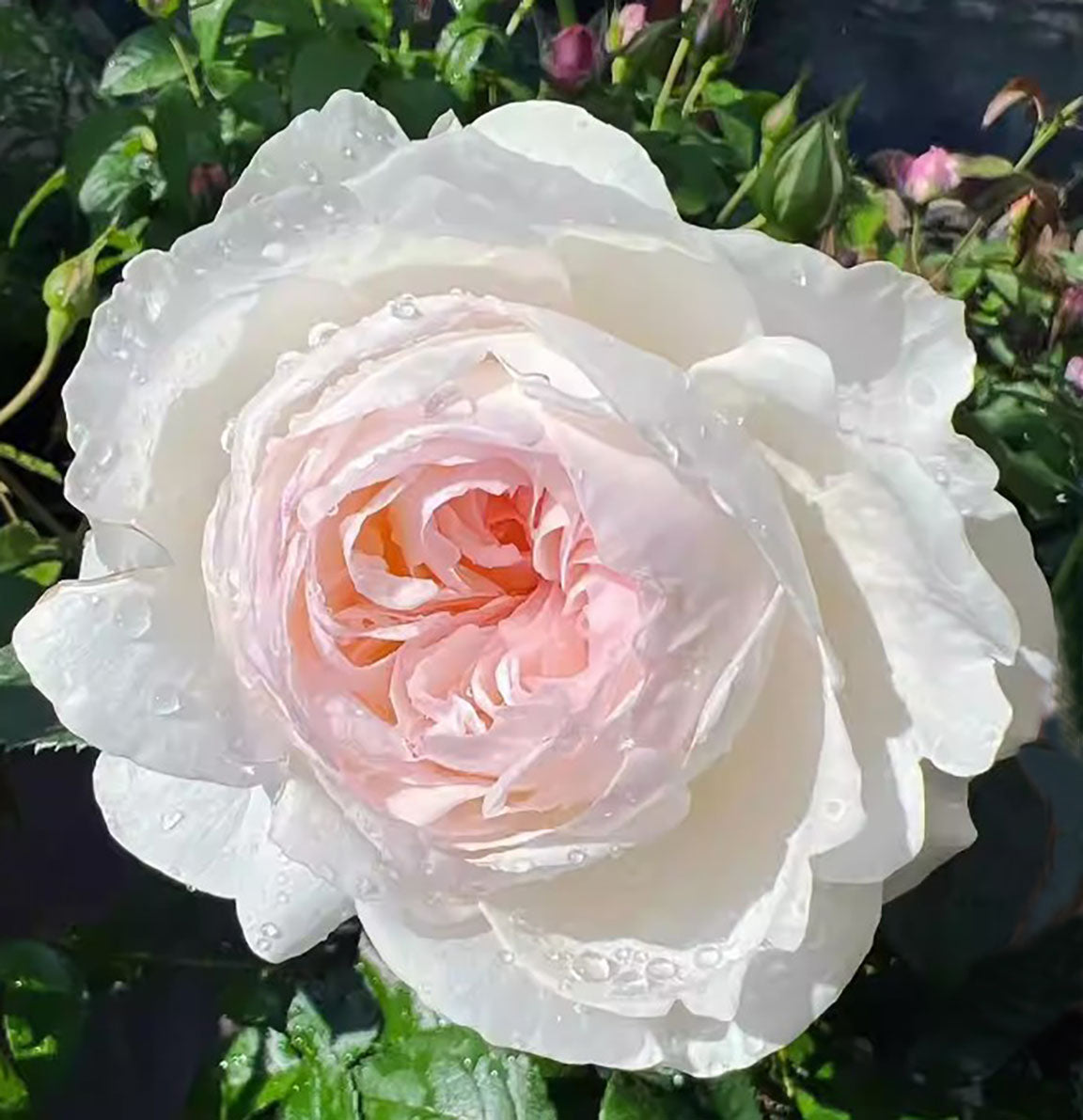 Floribunda Own Root Roses Products – SpringlandFlowers