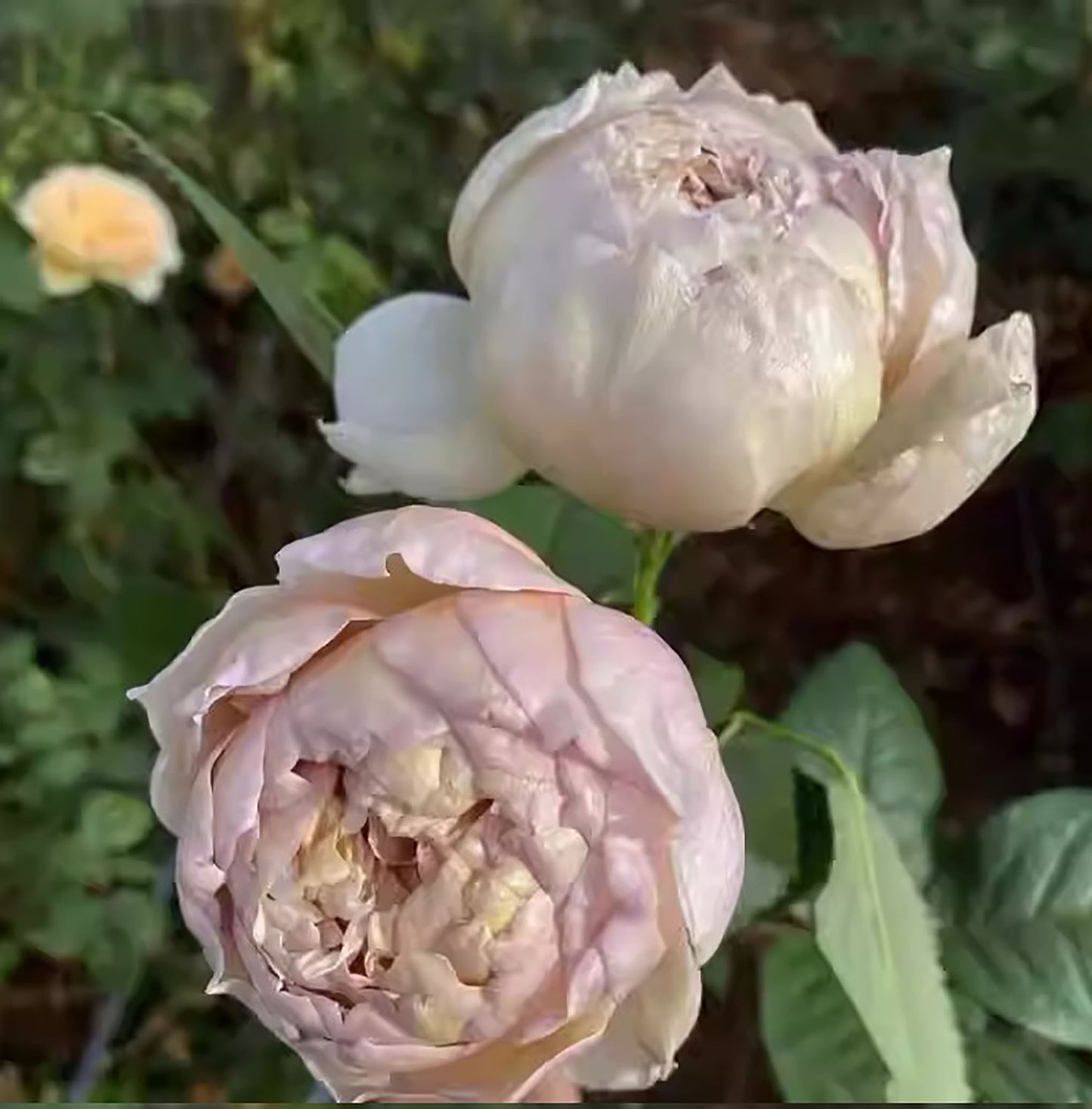 Charlotte Perriand 佩里安 シャルロットペリアン, Japanese Shrub Rose，Special and Elegant, Distinctive , Non-Grafted/Own Root.