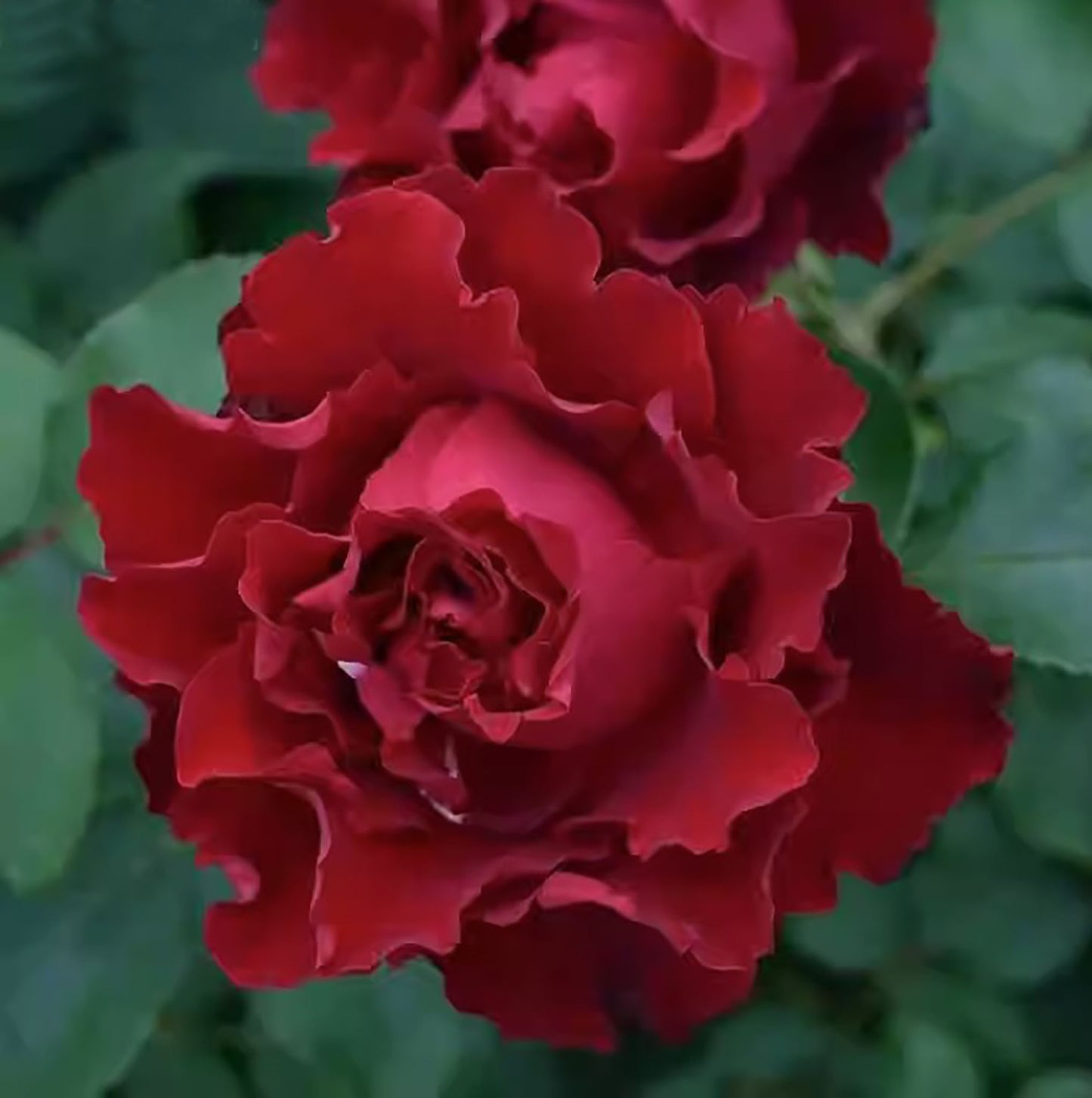 Hommage A Barbara 纪念芭芭拉, Hybrid Tea Rose,Non-Grafted/Own Root.