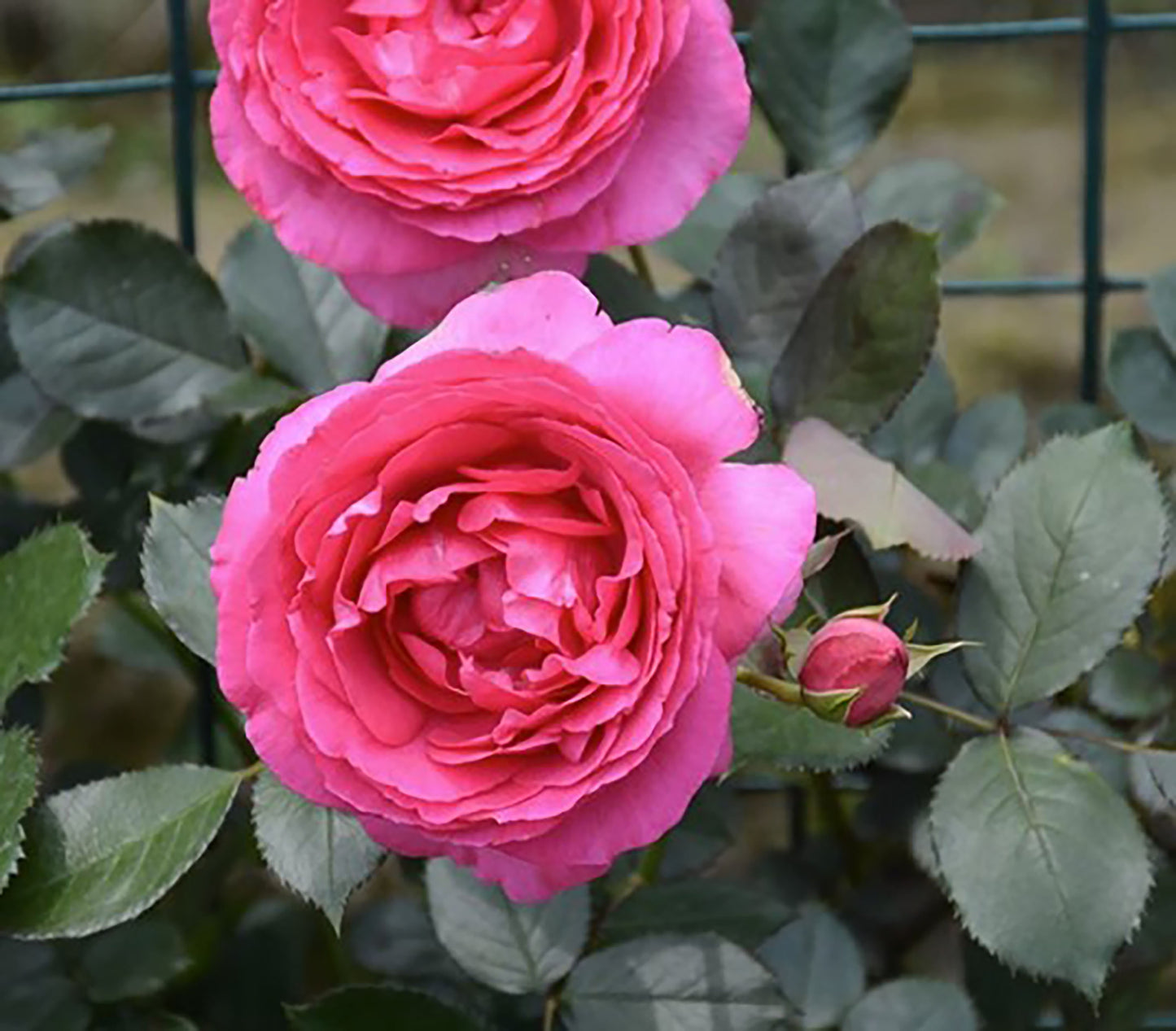 Pink Eden 深粉龙沙 Climbing rose, Own-Root.